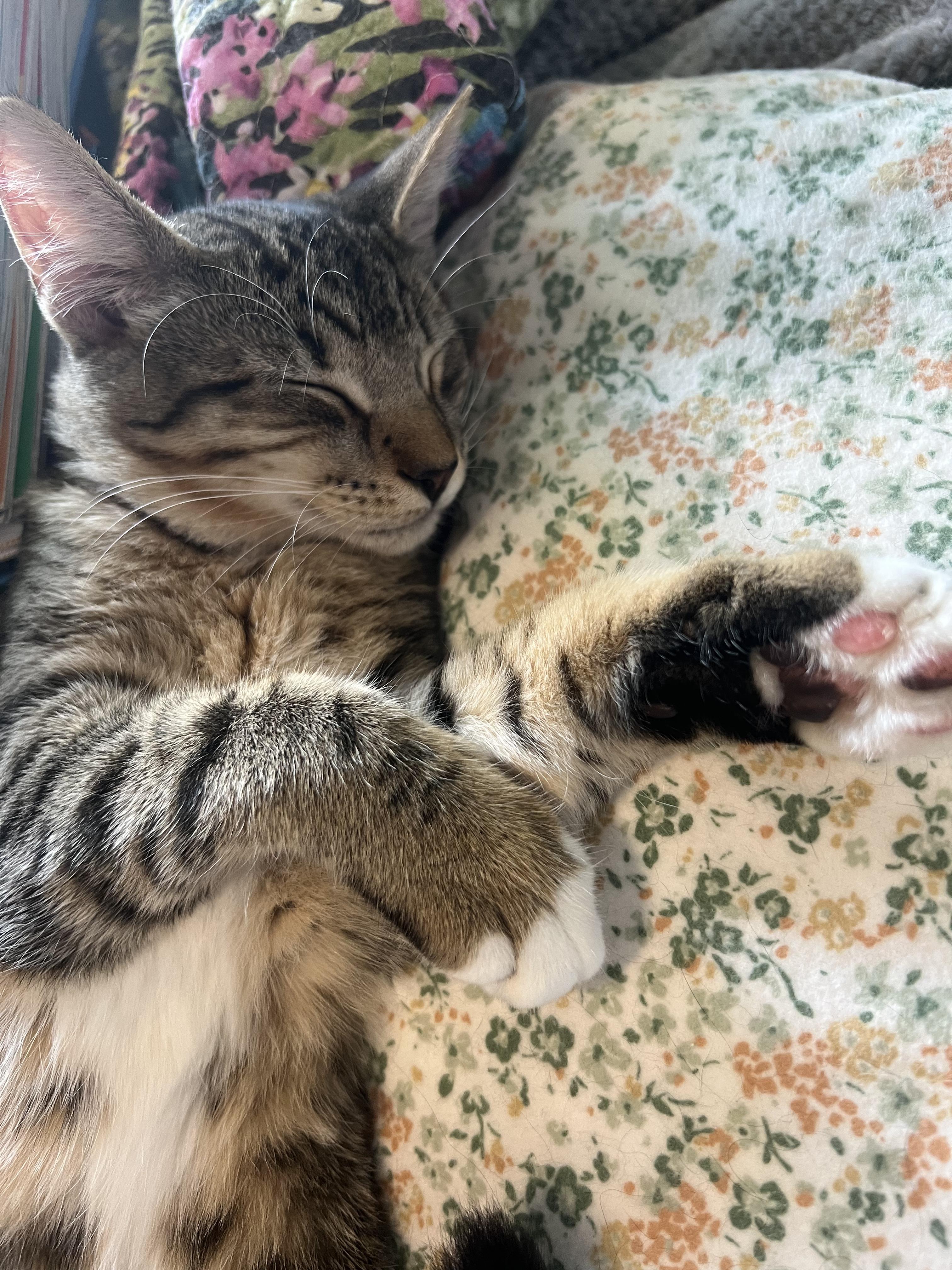 Letty, an adoptable Domestic Short Hair in Pasco, WA, 99301 | Photo Image 3