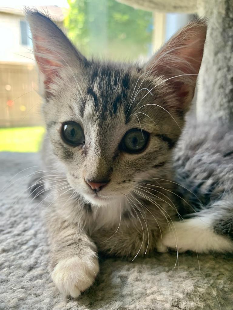 Letty, an adoptable Domestic Short Hair in Pasco, WA, 99301 | Photo Image 2