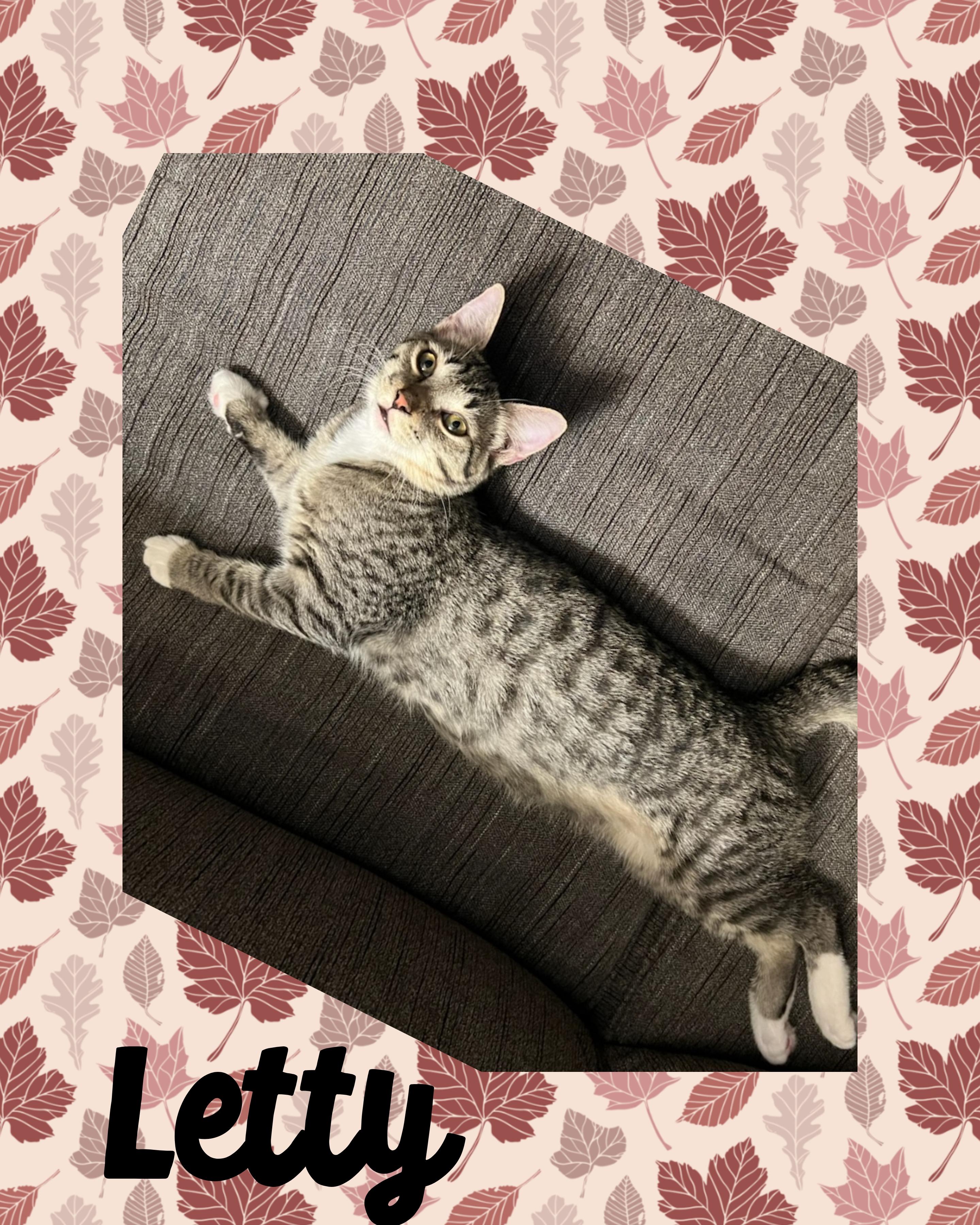 Letty, an adoptable Domestic Short Hair in Pasco, WA, 99301 | Photo Image 4