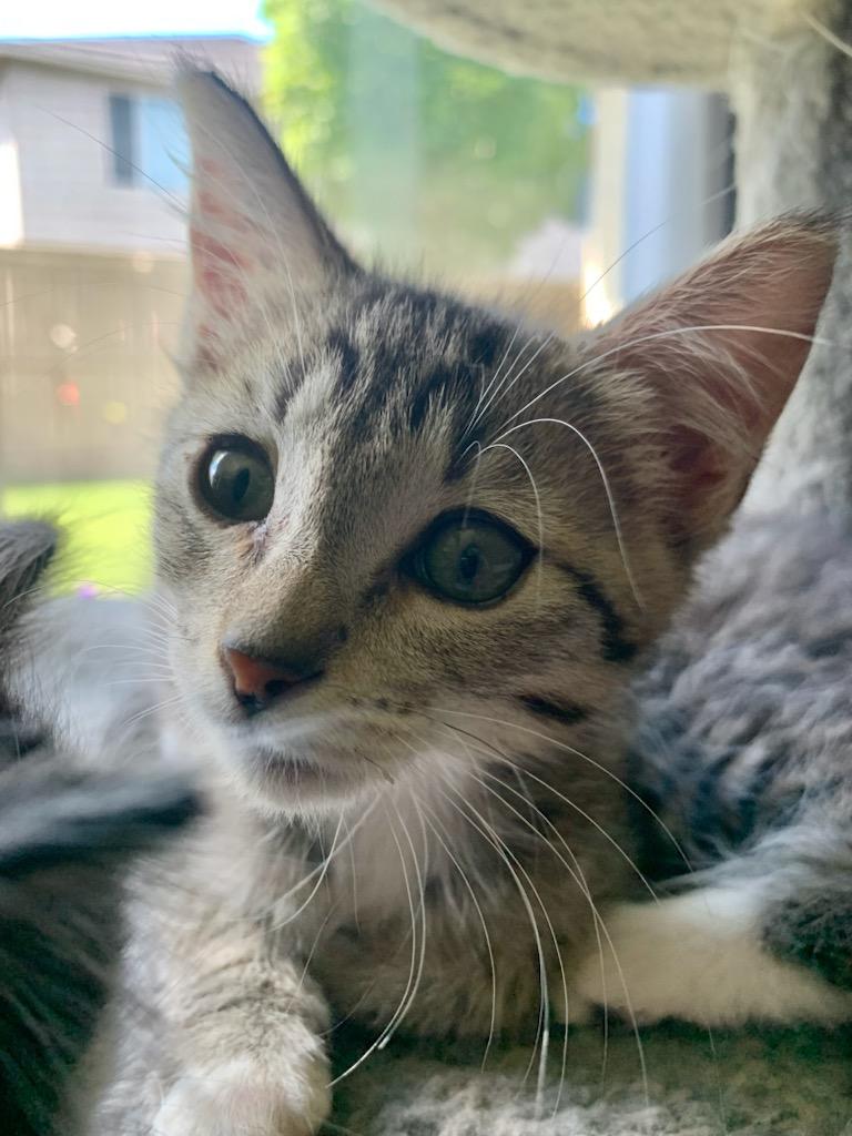 Letty, an adoptable Domestic Short Hair in Pasco, WA, 99301 | Photo Image 4