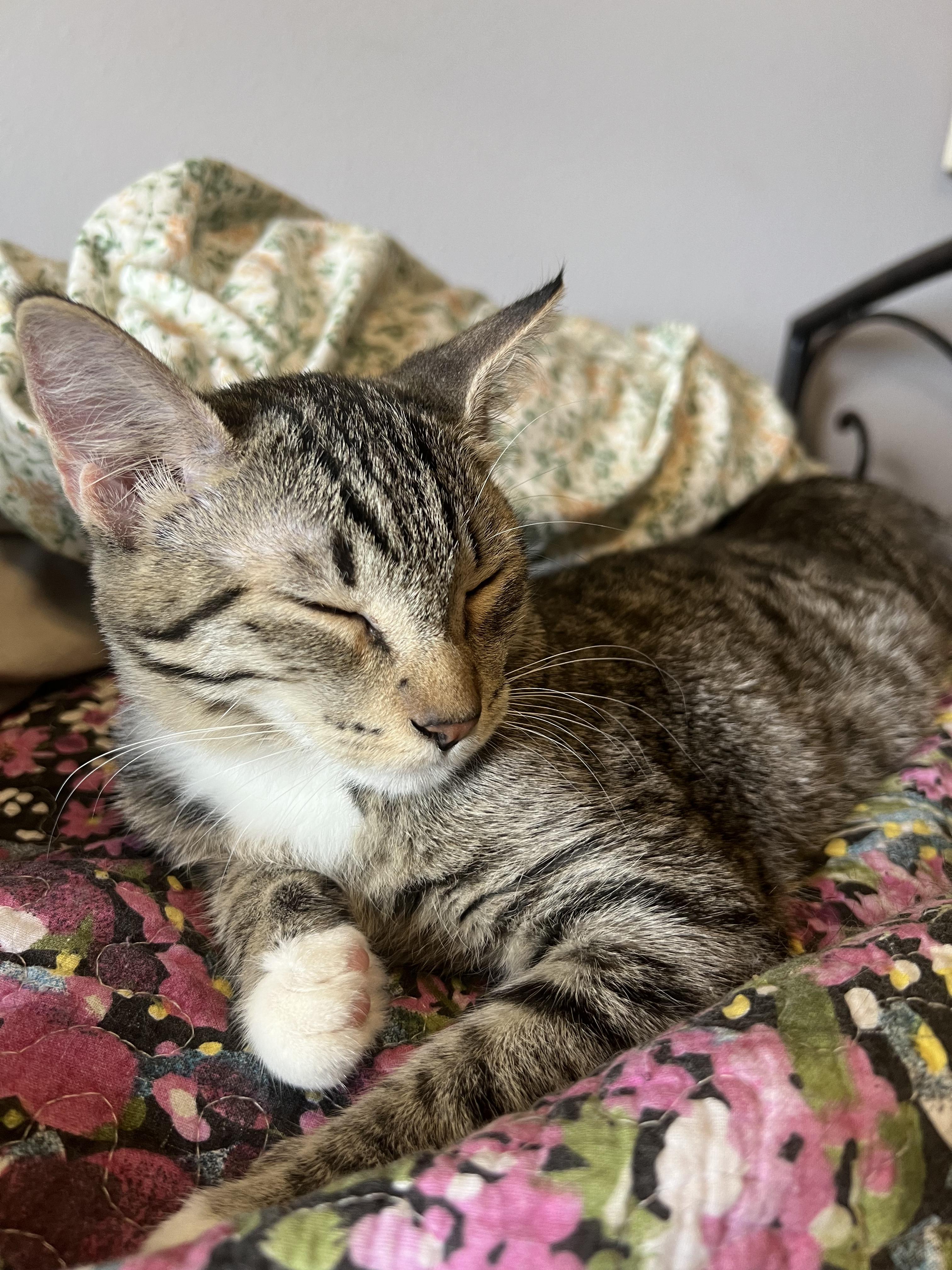 Letty, an adoptable Domestic Short Hair in Pasco, WA, 99301 | Photo Image 2