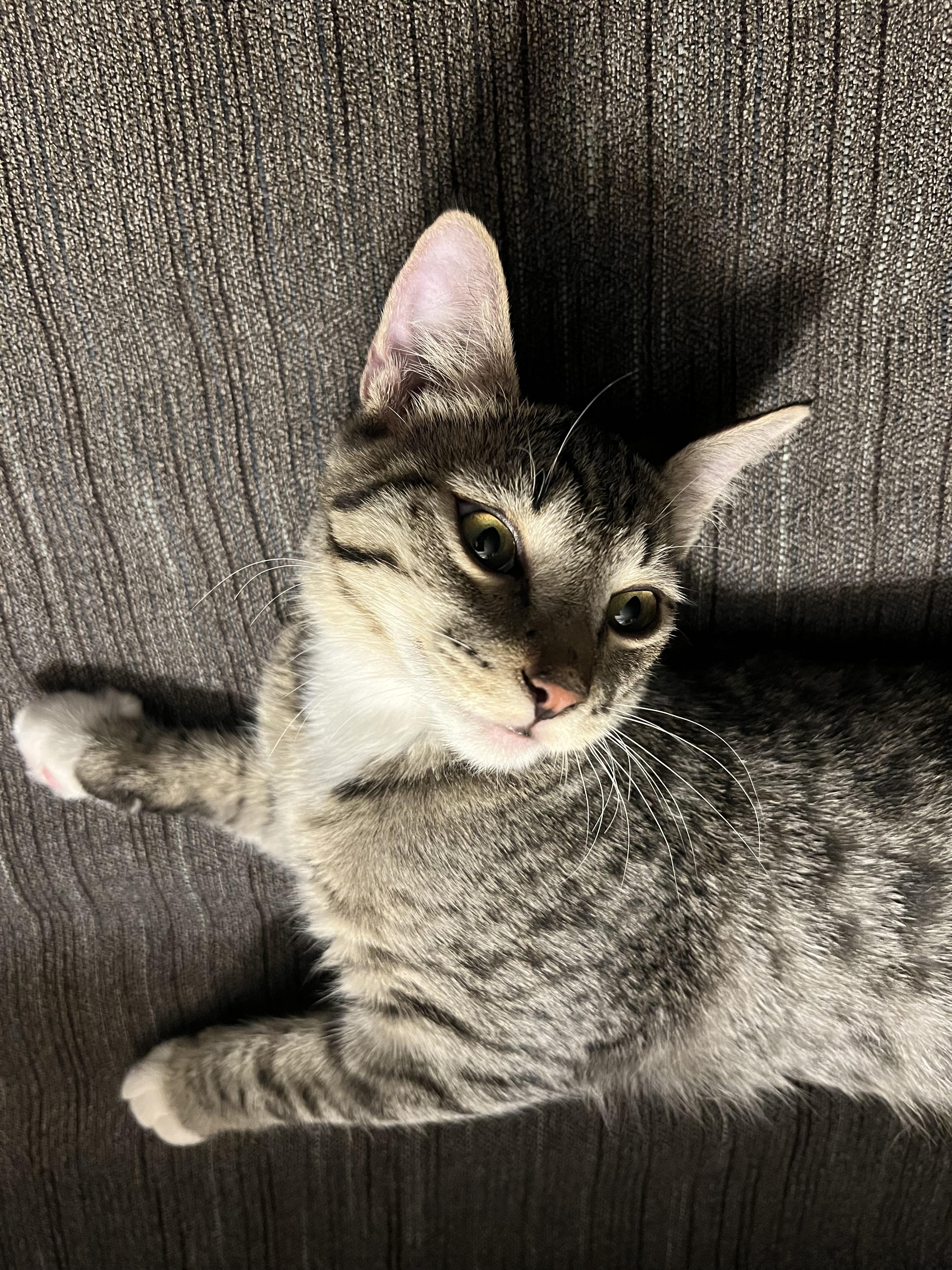 Letty, an adoptable Domestic Short Hair in Pasco, WA, 99301 | Photo Image 1