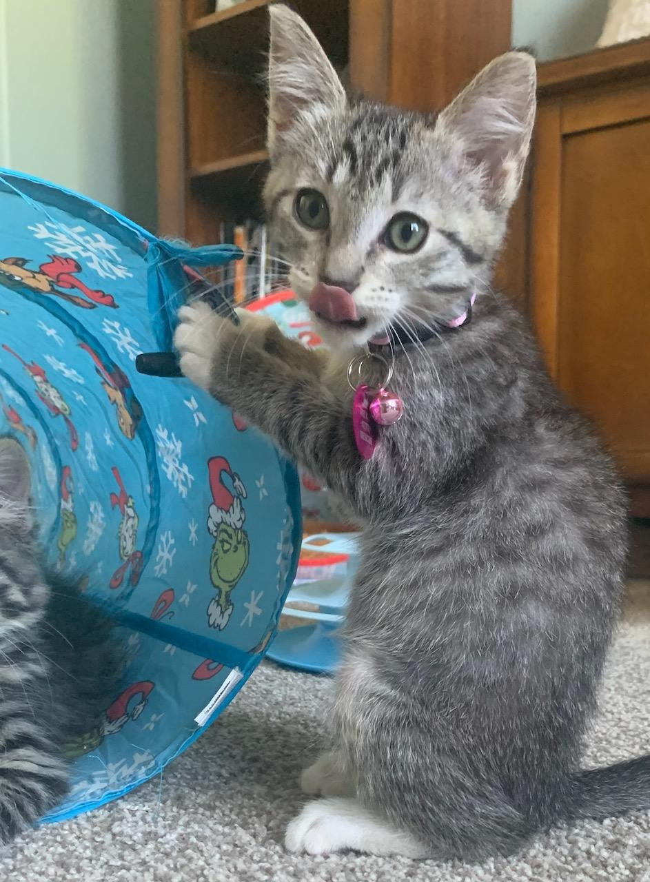 Letty, an adoptable Domestic Short Hair in Pasco, WA, 99301 | Photo Image 3