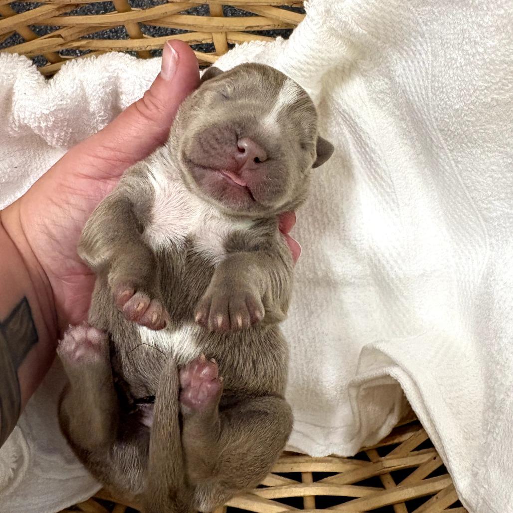 Patsy, ADOPTABLE, Puppy Female Pit Bull Terrier.