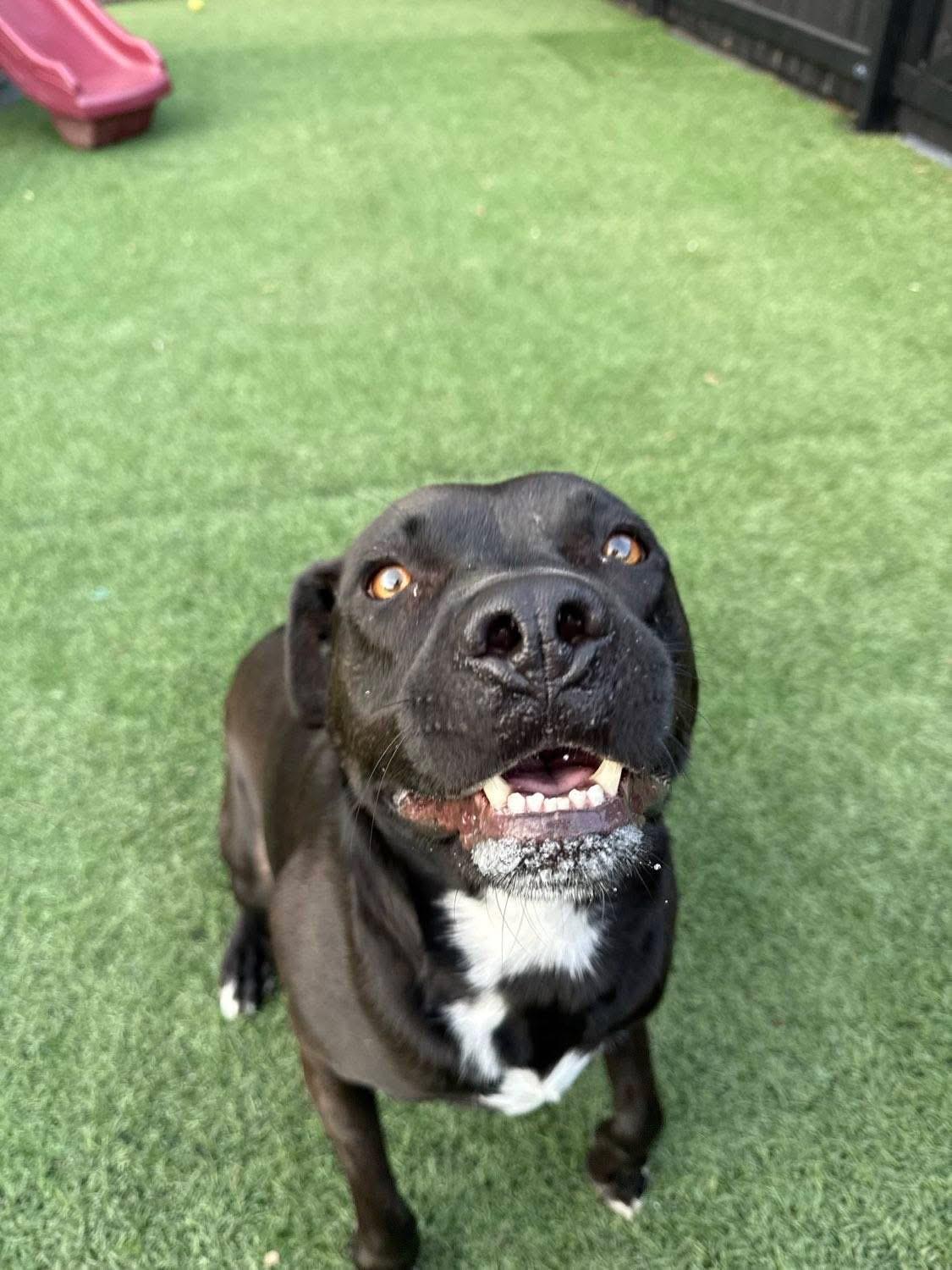 Issac *$100 SPONSORSHIP*, a Adoptable mixed breed in Mount Juliet, TN image 5/6