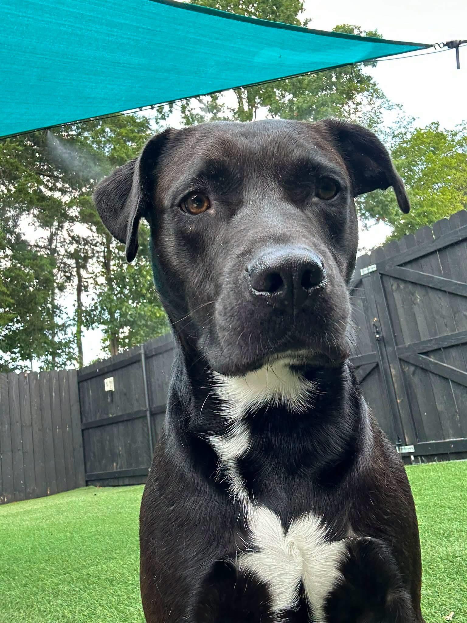 Enlarge Issac (100 SPONSOR TOWARDS FEE), a Adoptable mixed breed in Mount Juliet, TN image 5/6