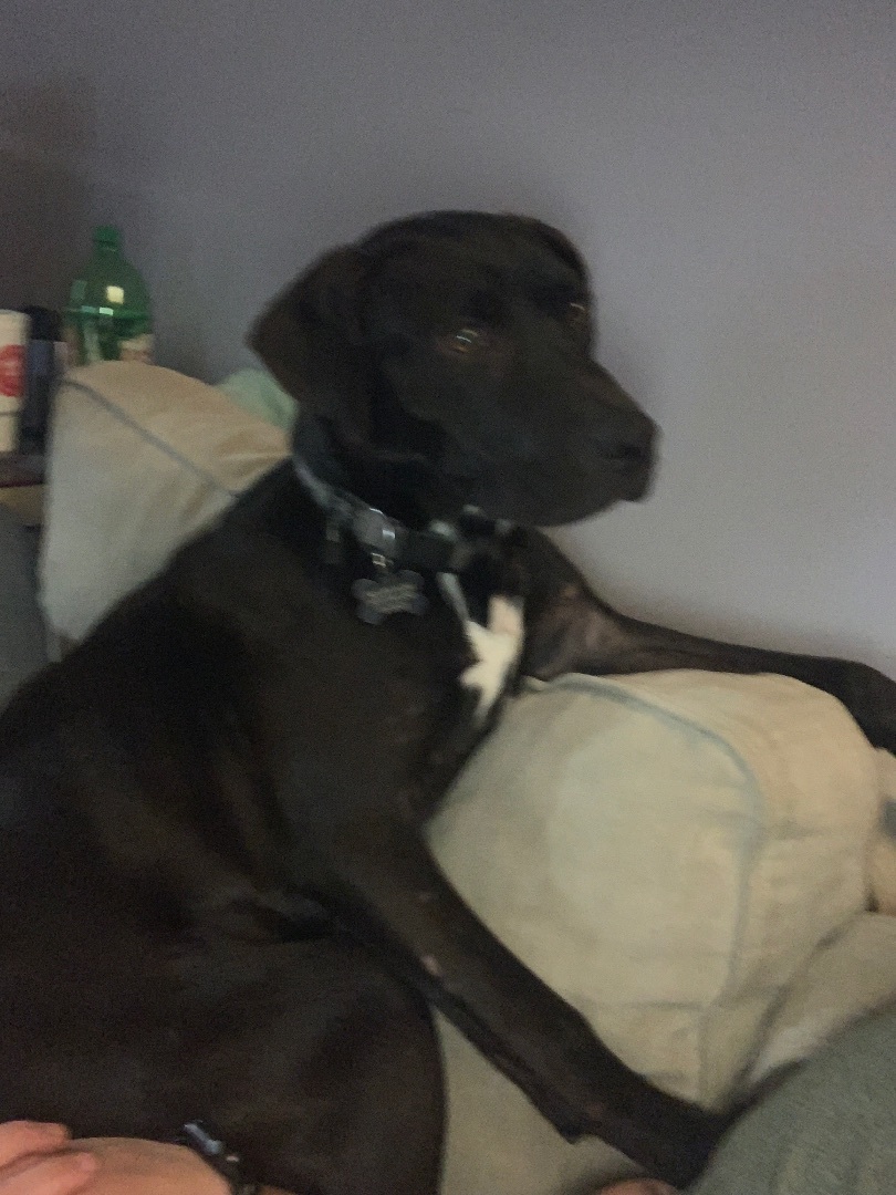 Issac *$100 SPONSORSHIP*, a Adoptable mixed breed in Mount Juliet, TN image 2/4