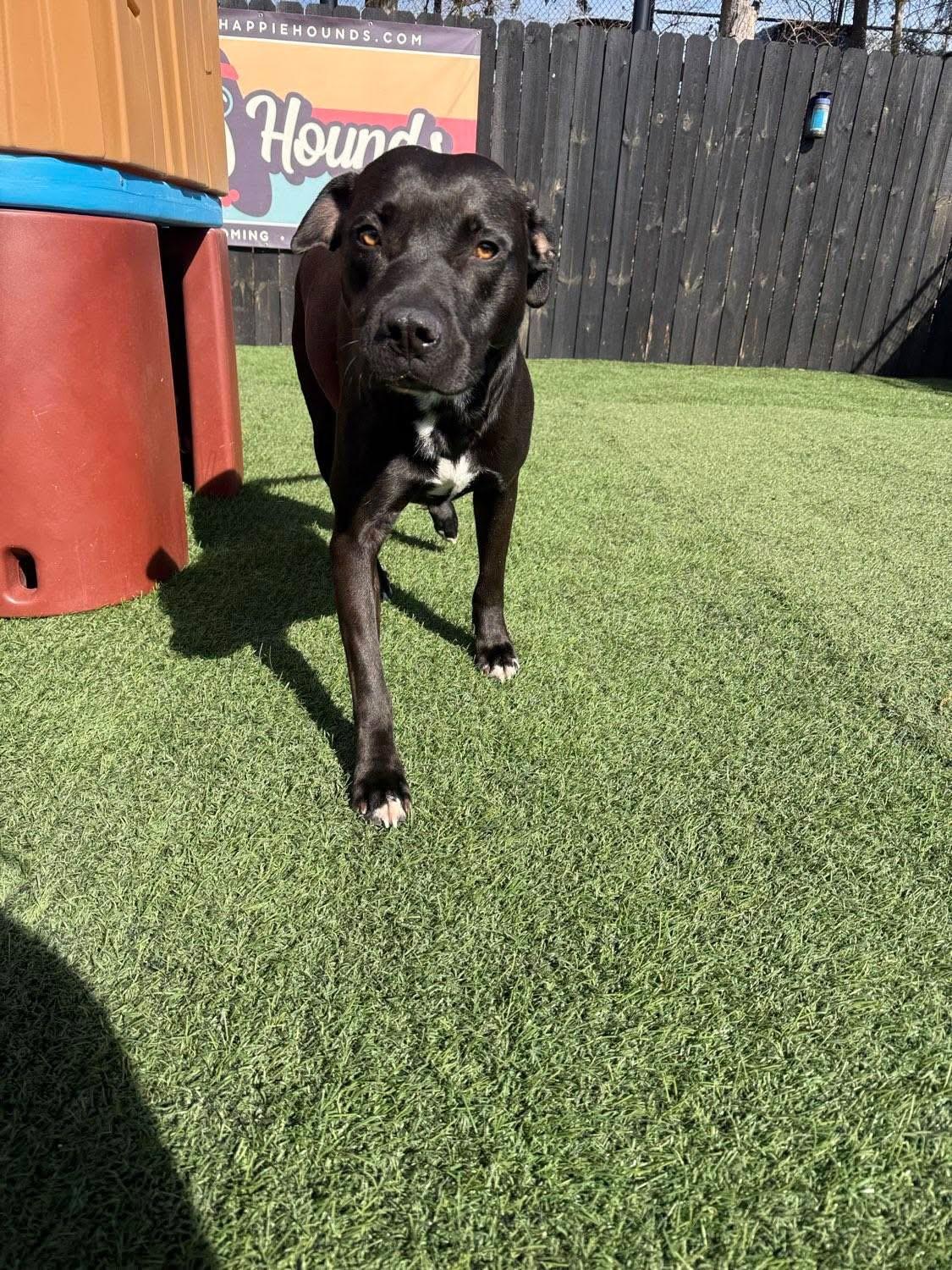 Issac *$100 SPONSORSHIP*