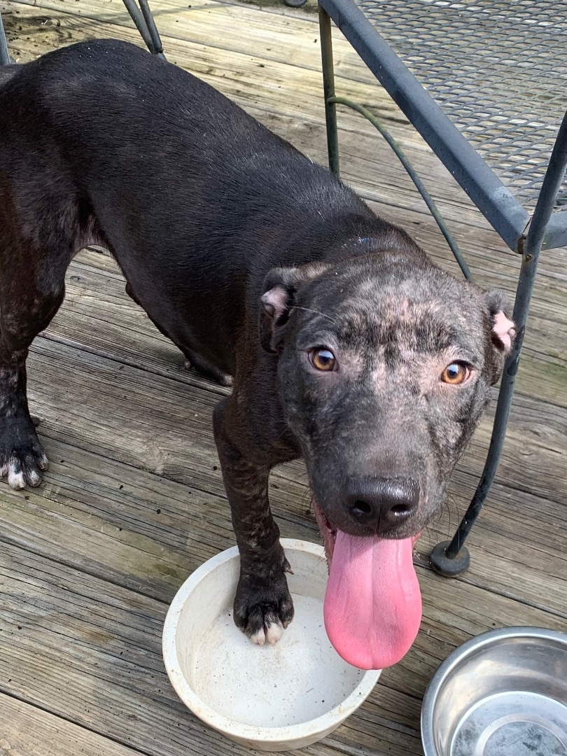 Issac *$100 SPONSORSHIP*, a Adoptable mixed breed in Mount Juliet, TN image 3/4