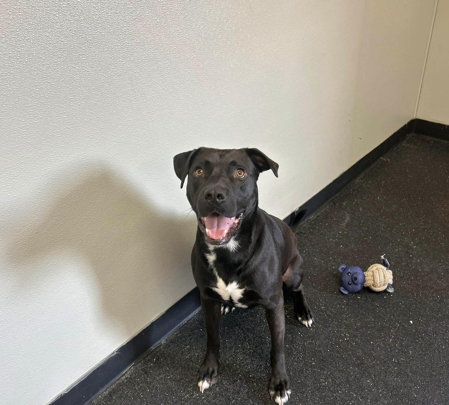 Issac (100 SPONSOR TOWARDS FEE), Adoptable, Adult Male Pit Bull Terrier & Labrador Retriever.