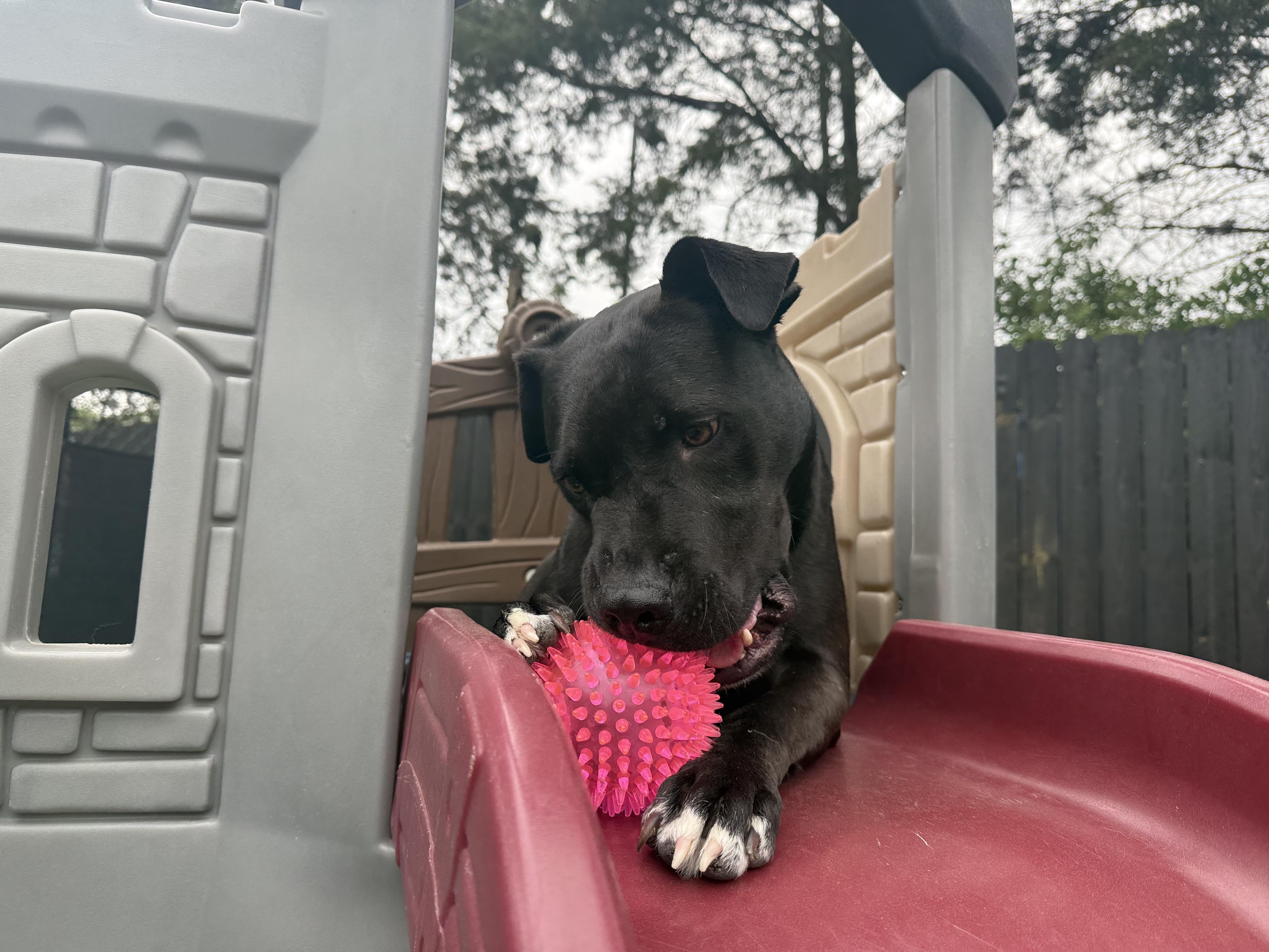 Issac *$100 SPONSORSHIP*, a Adoptable mixed breed in Mount Juliet, TN image 3/6