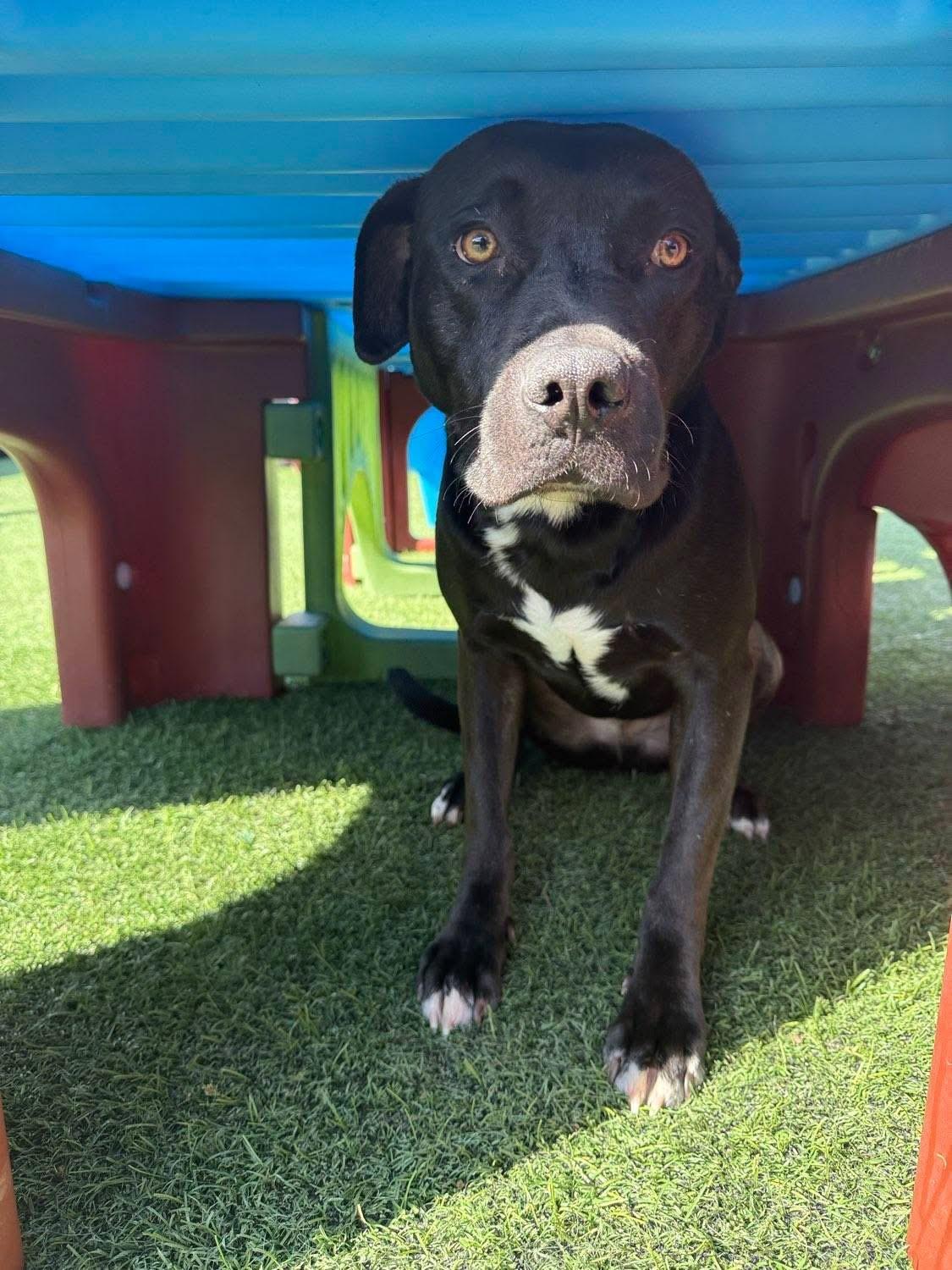 Issac *$100 SPONSORSHIP*, Adoptable, Young Male Pit Bull Terrier & Labrador Retriever.