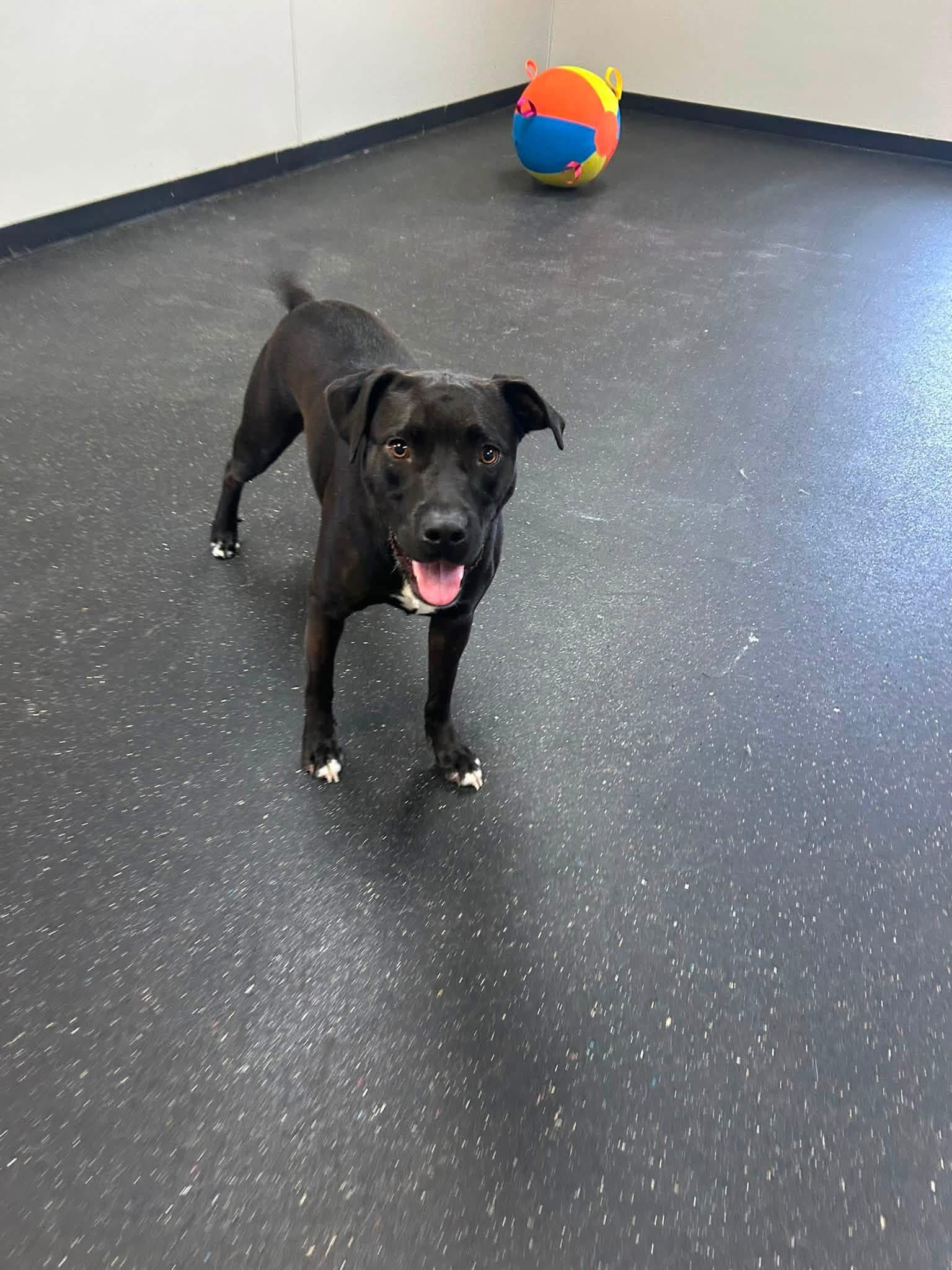 Enlarge Issac (100 SPONSOR TOWARDS FEE), a Adoptable mixed breed in Mount Juliet, TN image 2/6