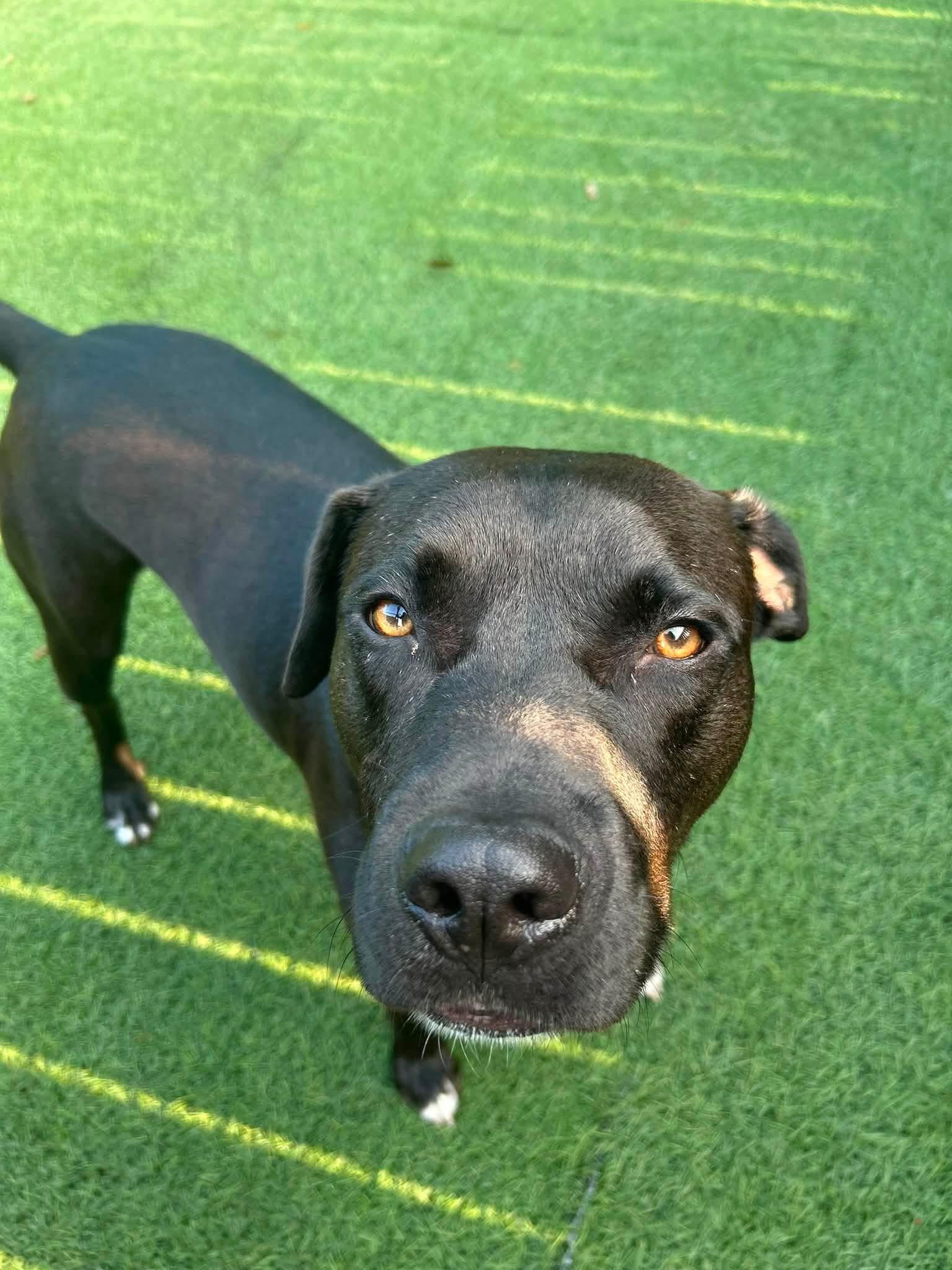 Enlarge Issac (100 SPONSOR TOWARDS FEE), a Adoptable mixed breed in Mount Juliet, TN image 6/6