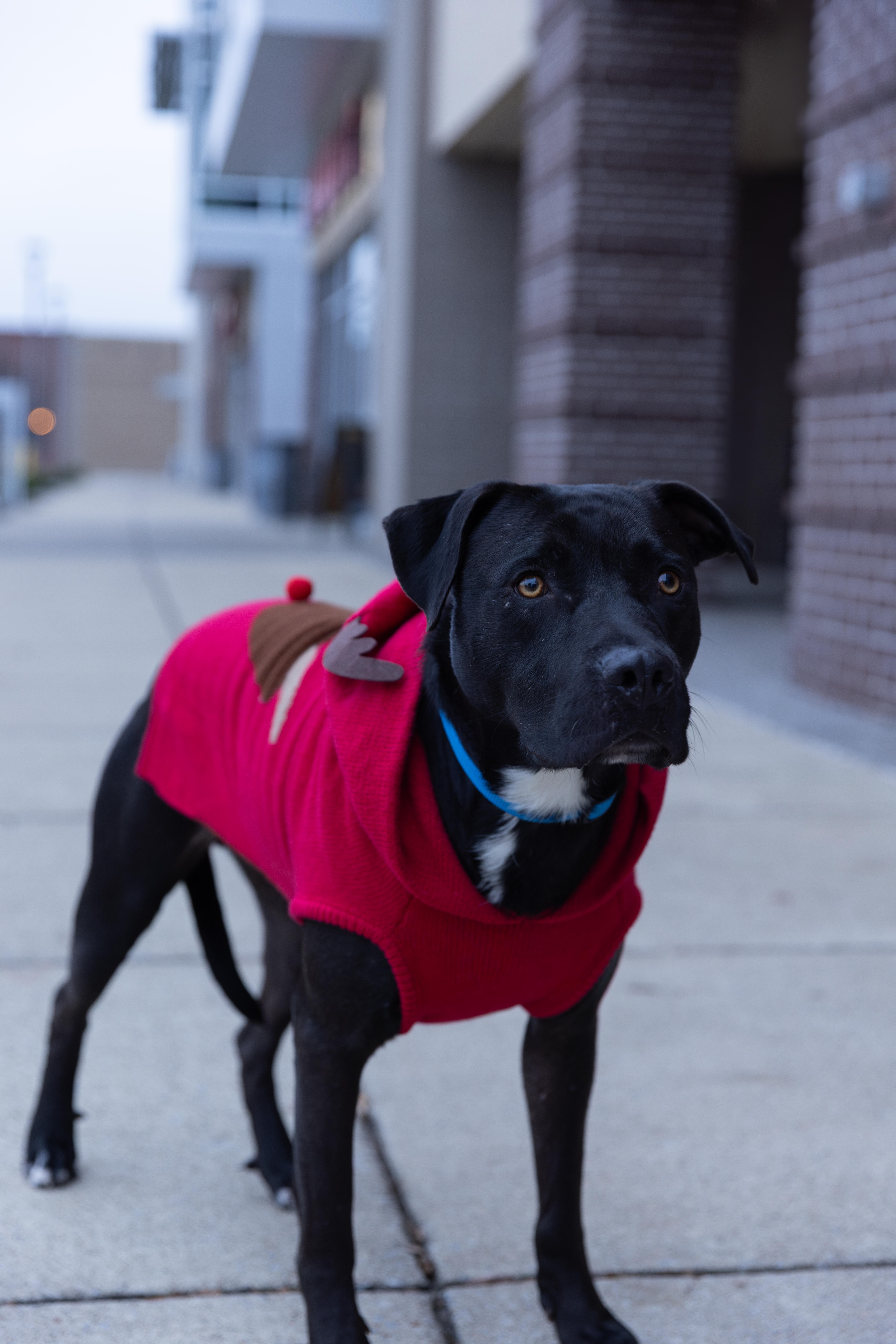 Issac *$100 SPONSORSHIP*, Adoptable, Young Male Pit Bull Terrier & Labrador Retriever.