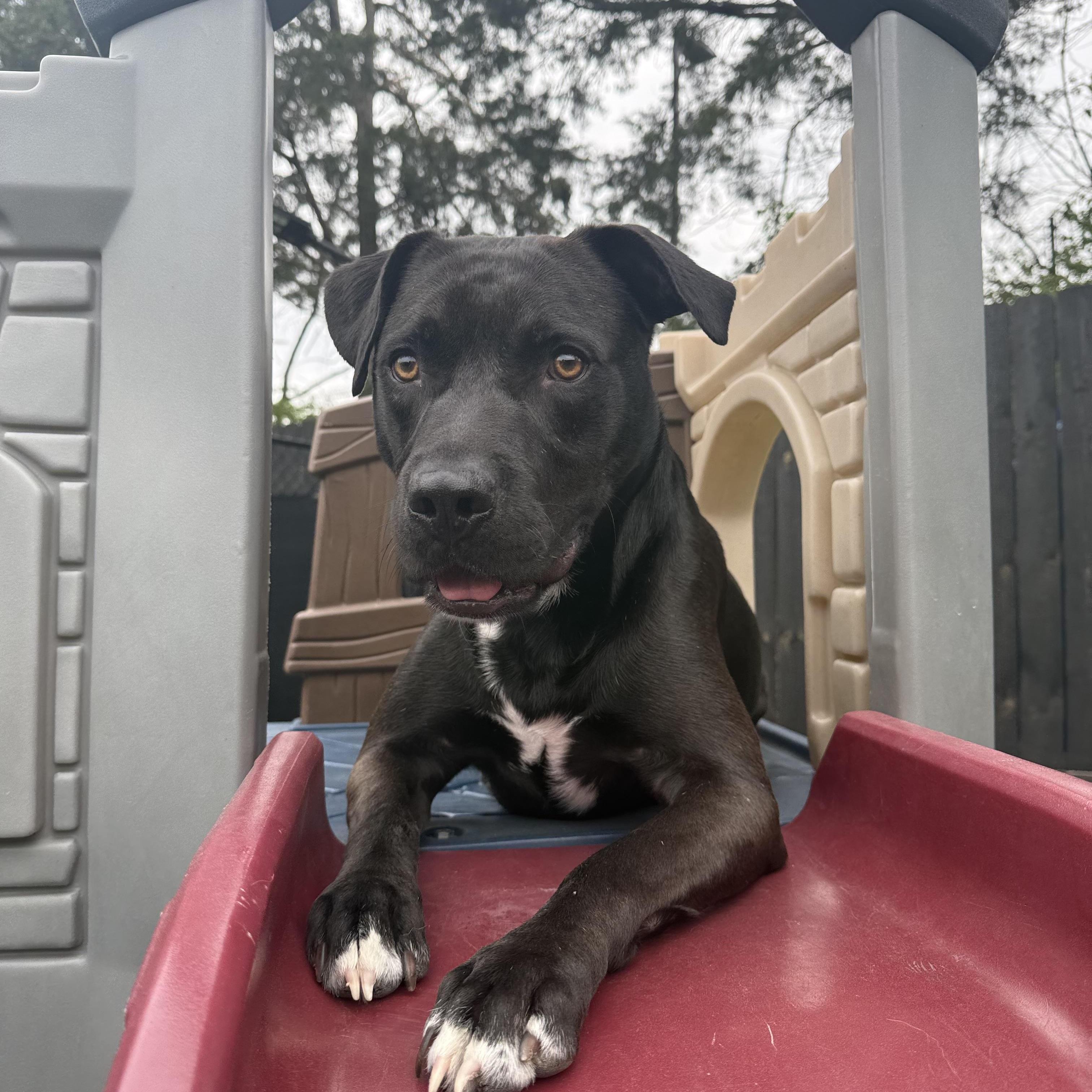 Enlarge Issac (100 SPONSOR TOWARDS FEE), a Adoptable mixed breed in Mount Juliet, TN image 3/6