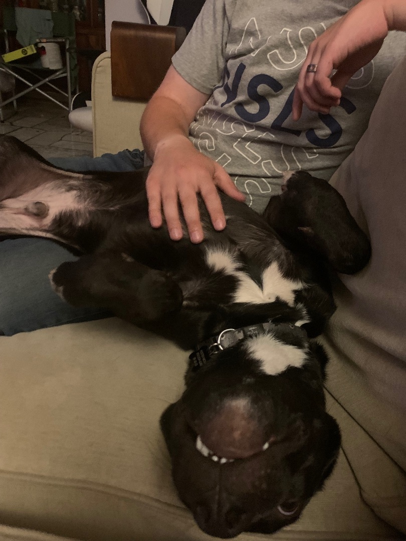 Issac *$100 SPONSORSHIP*, a Adoptable mixed breed in Mount Juliet, TN image 4/4