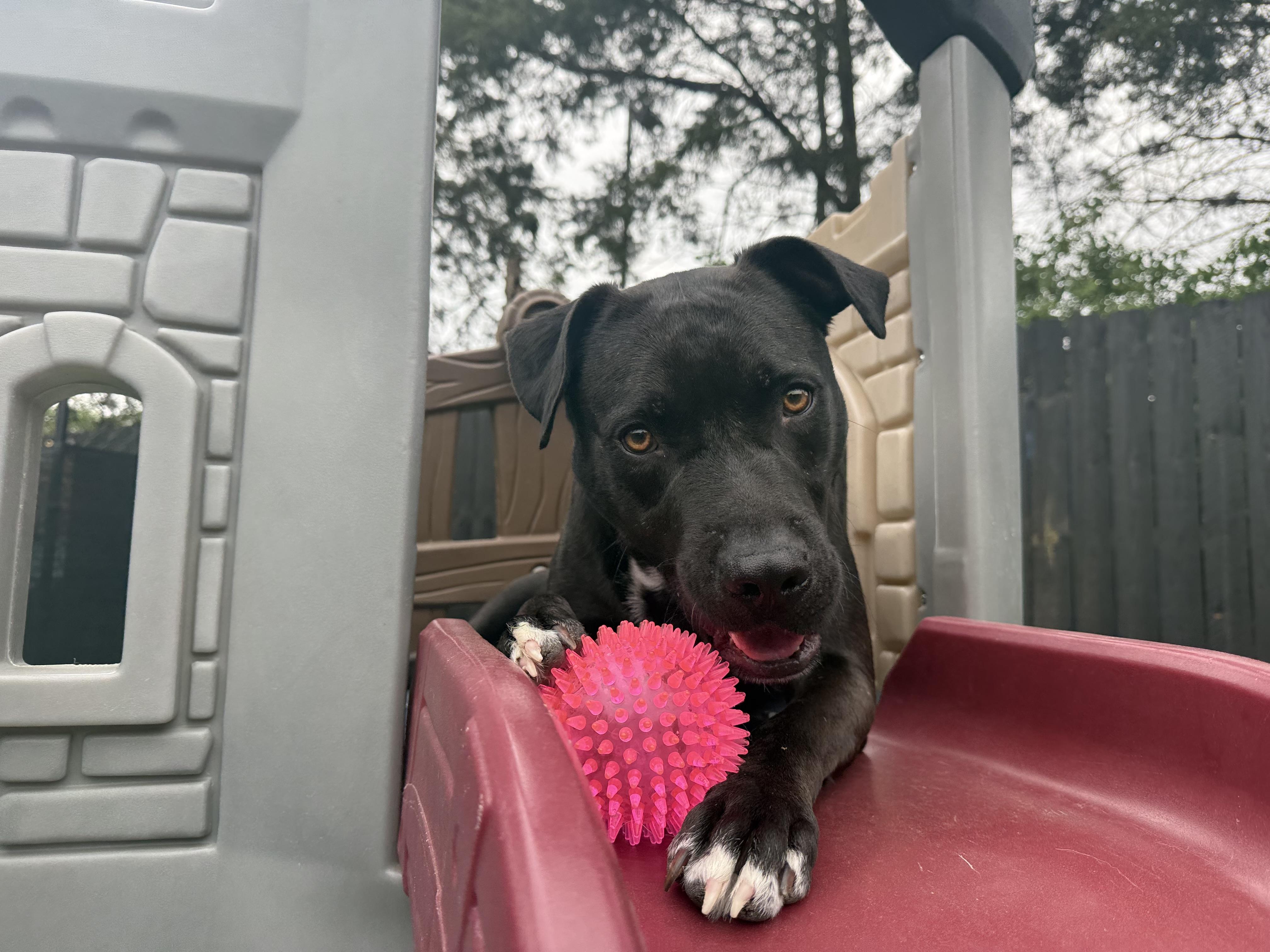 Issac *$100 SPONSORSHIP*, a Adoptable mixed breed in Mount Juliet, TN image 2/6