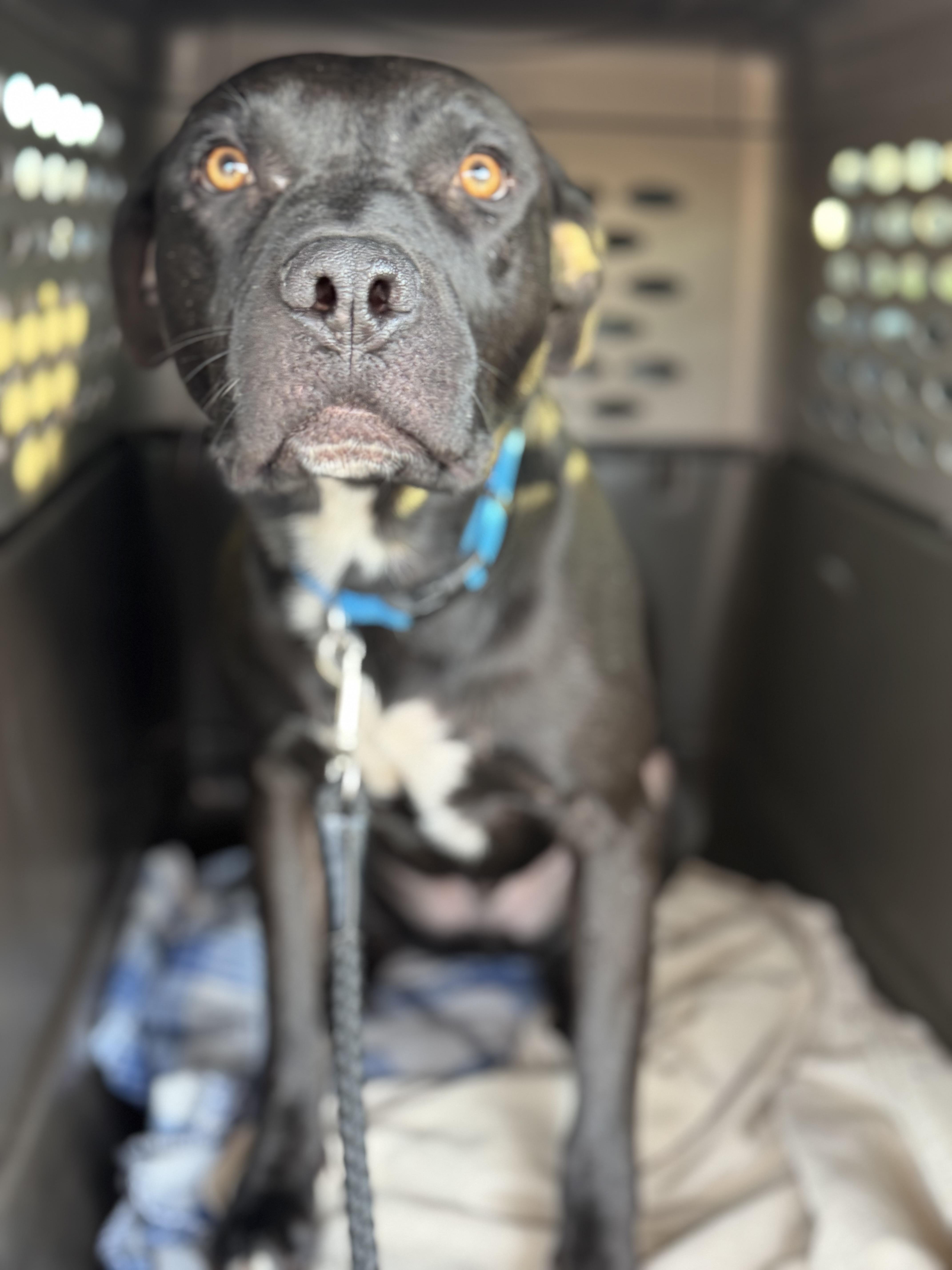 Issac *$100 SPONSORSHIP*, a Adoptable mixed breed in Mount Juliet, TN image 1/4