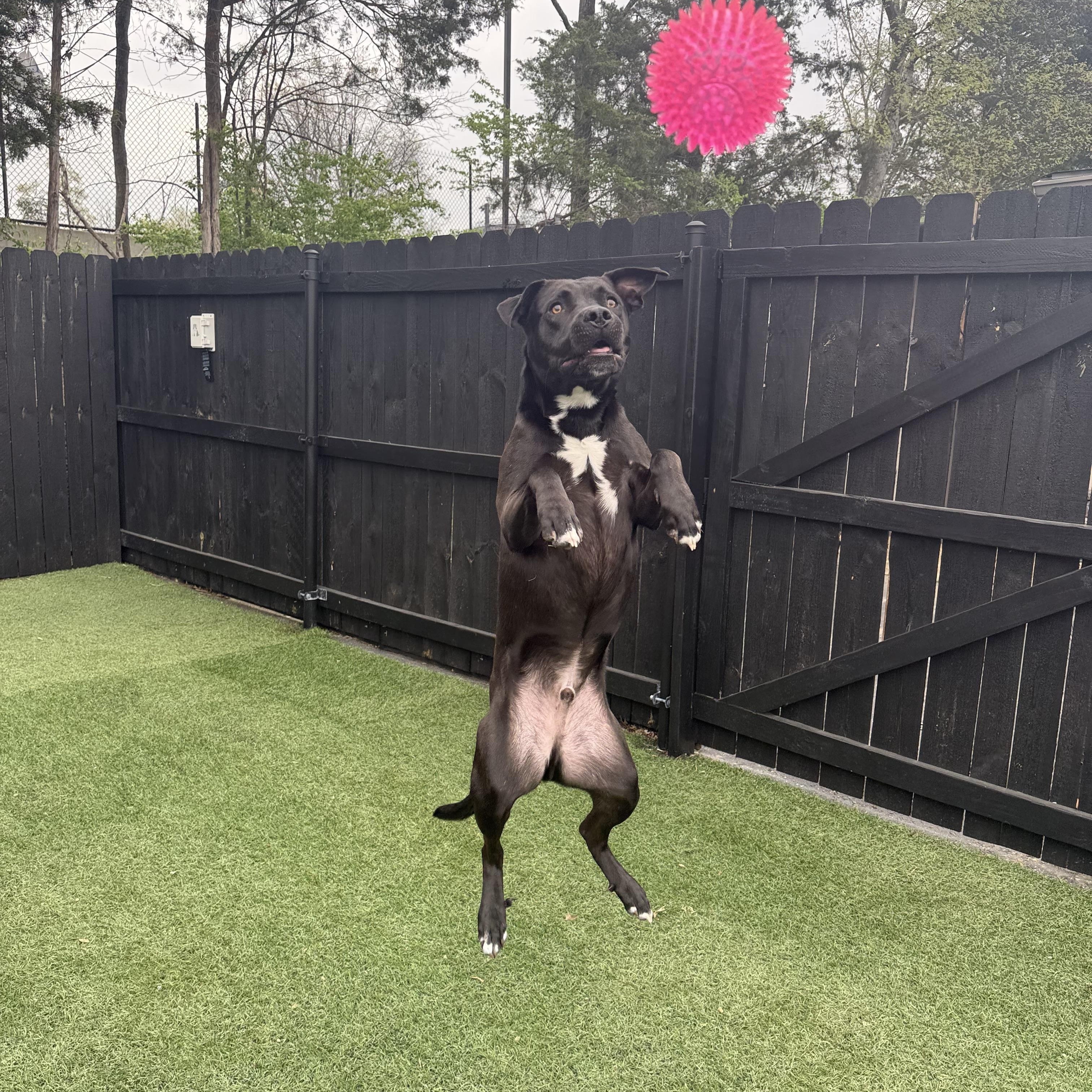 Issac *$100 SPONSORSHIP*, a Adoptable mixed breed in Mount Juliet, TN image 4/6