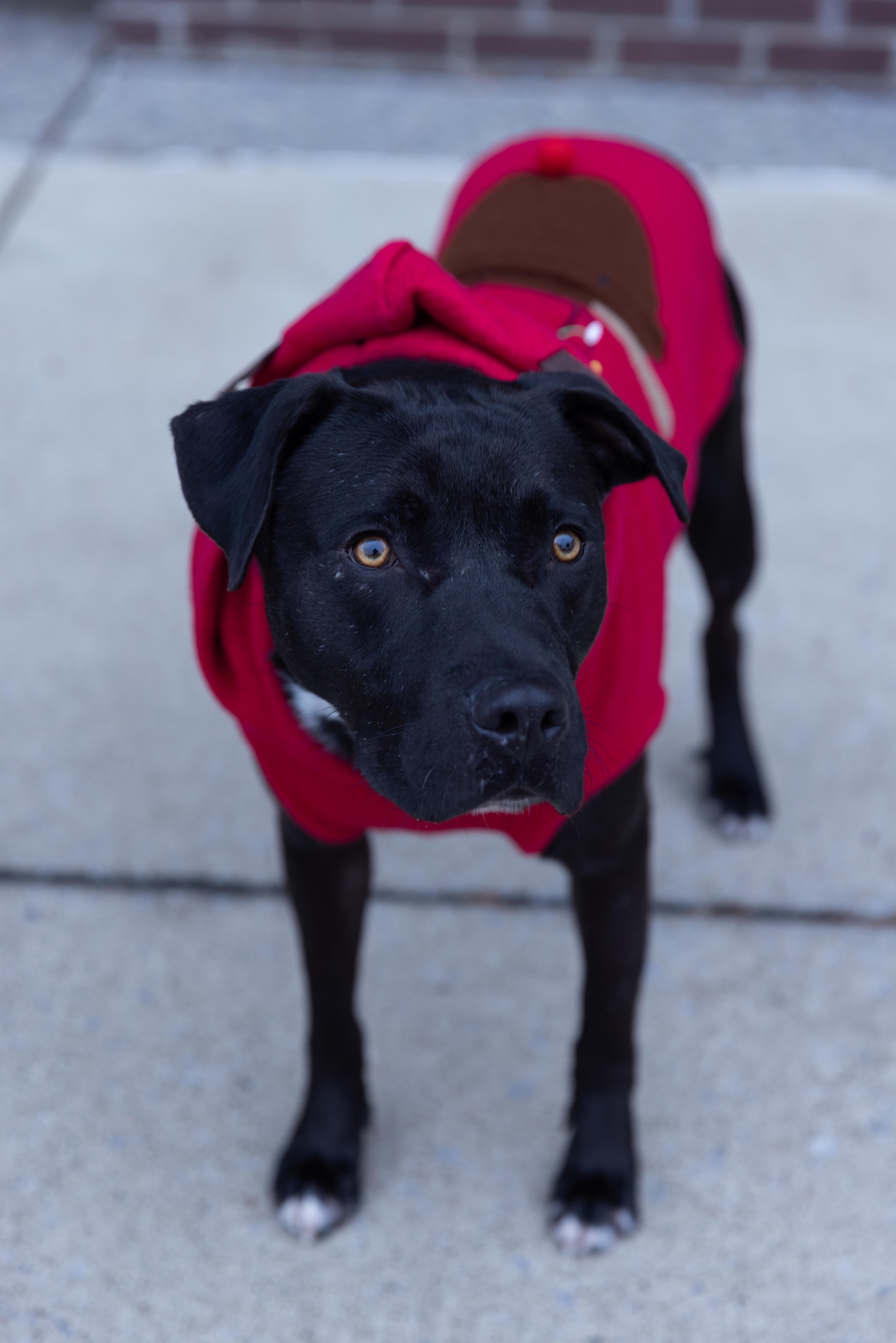 Enlarge Issac *$100 SPONSORSHIP*, a Adoptable mixed breed in Mount Juliet, TN image 2/2