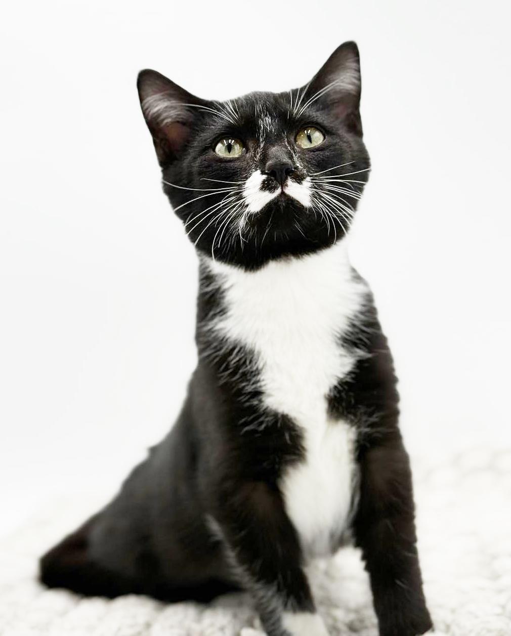 Jessica is joyful snuggly and darn adorable!, Adoptable, Kitten Female Tuxedo & Turkish Van.