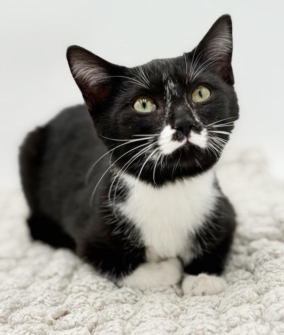 Jessica is joyful snuggly and darn adorable!, a Adoptable mixed breed in Bedford Hills, NY image 3/6