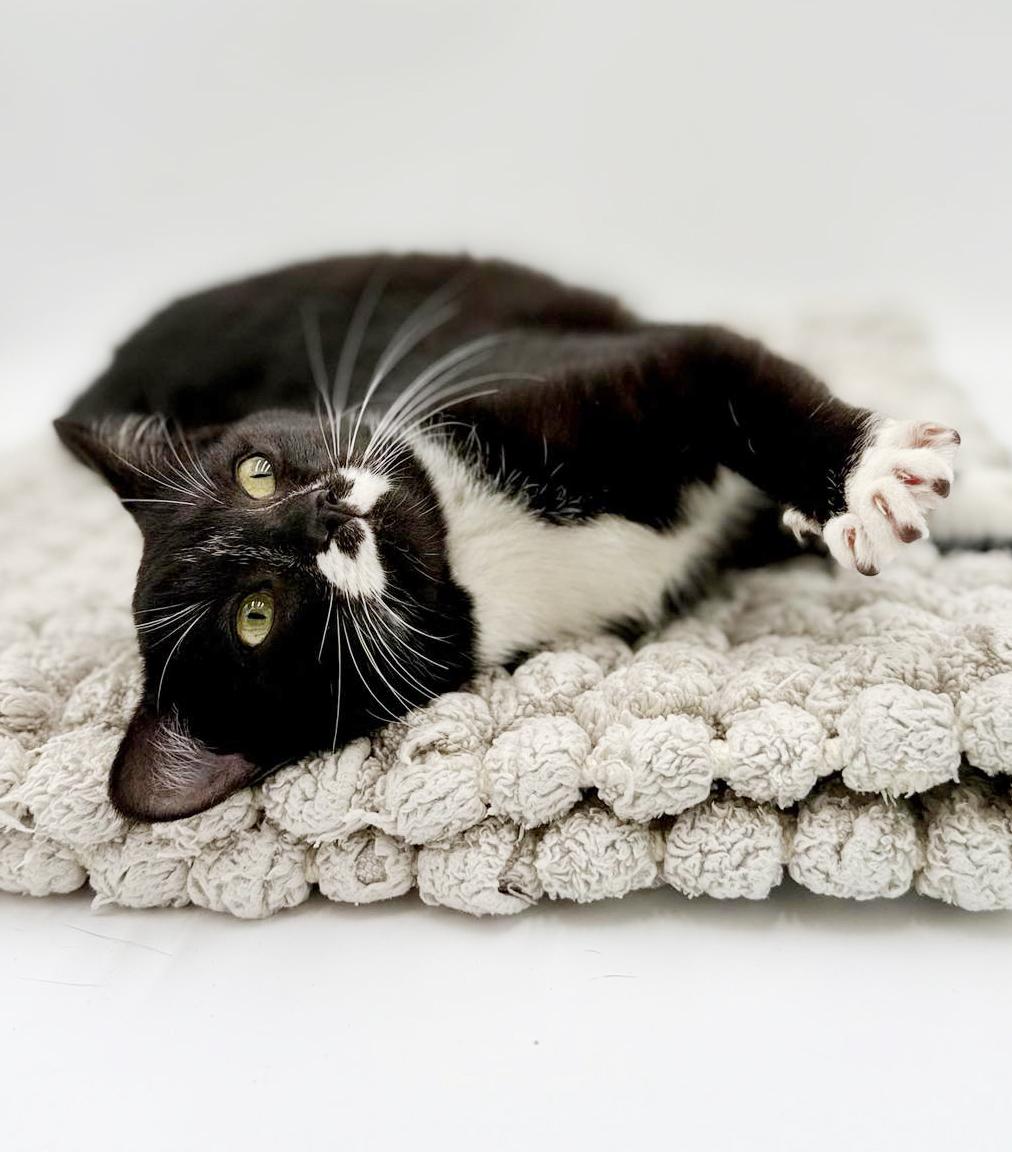 Jessica is joyful snuggly and darn adorable!, a Adoptable mixed breed in Bedford Hills, NY image 4/6