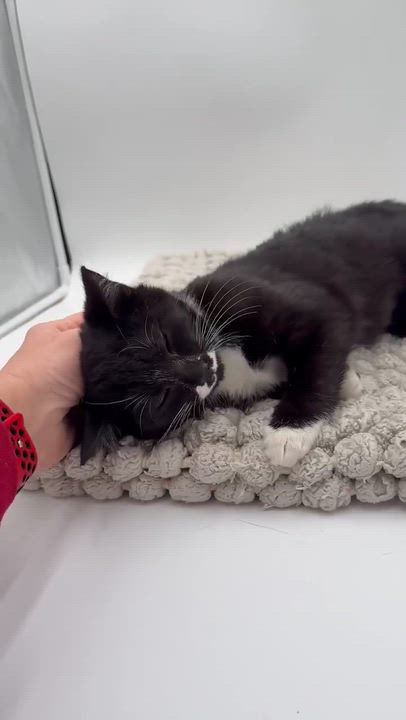 Enlarge Jessica is joyful snuggly and darn adorable!, a Adoptable mixed breed in Bedford Hills, NY video 6/6