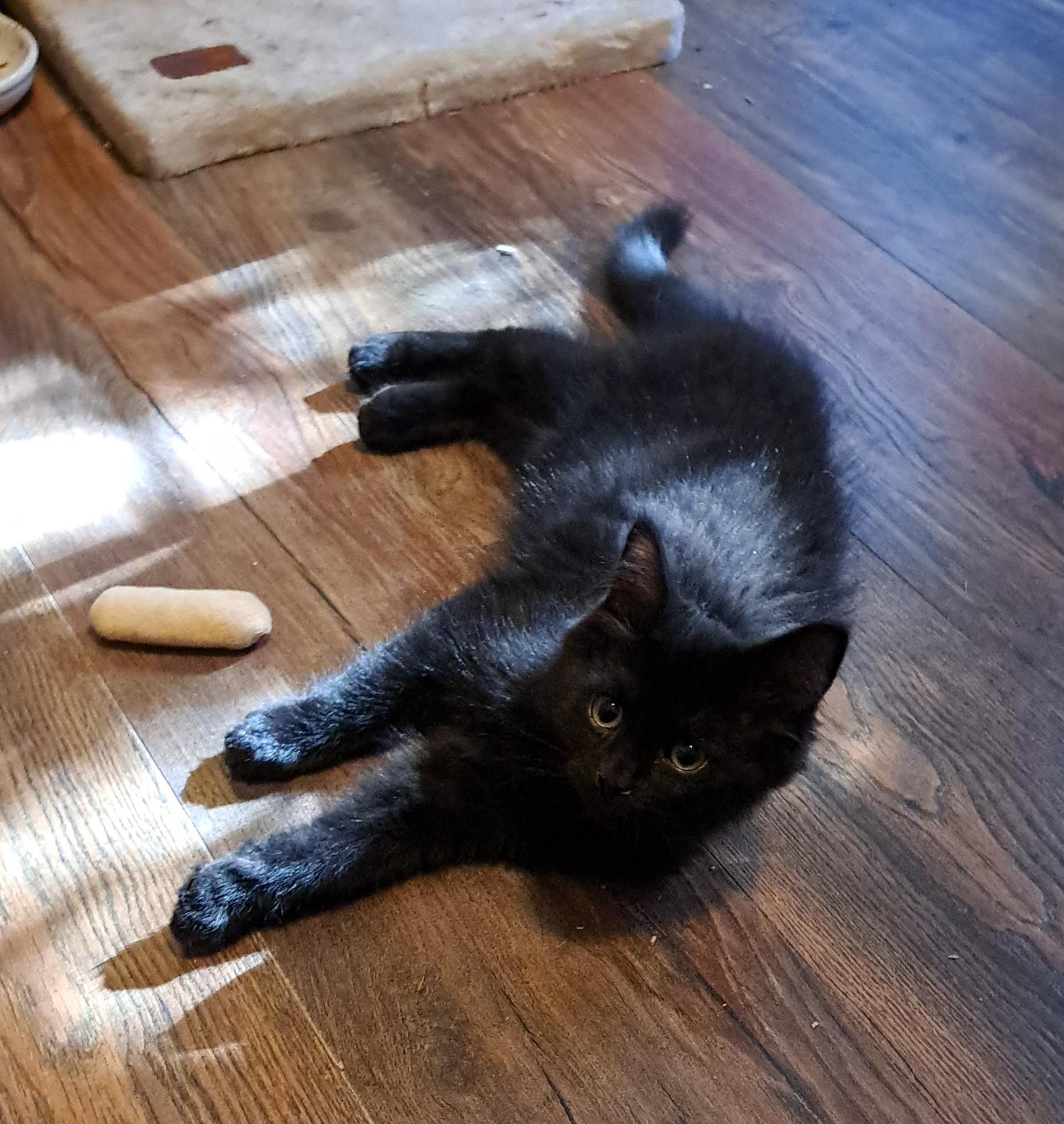 Enlarge Blackfly, a Adoptable Domestic Medium Hair in Pickering, ON image 1/1