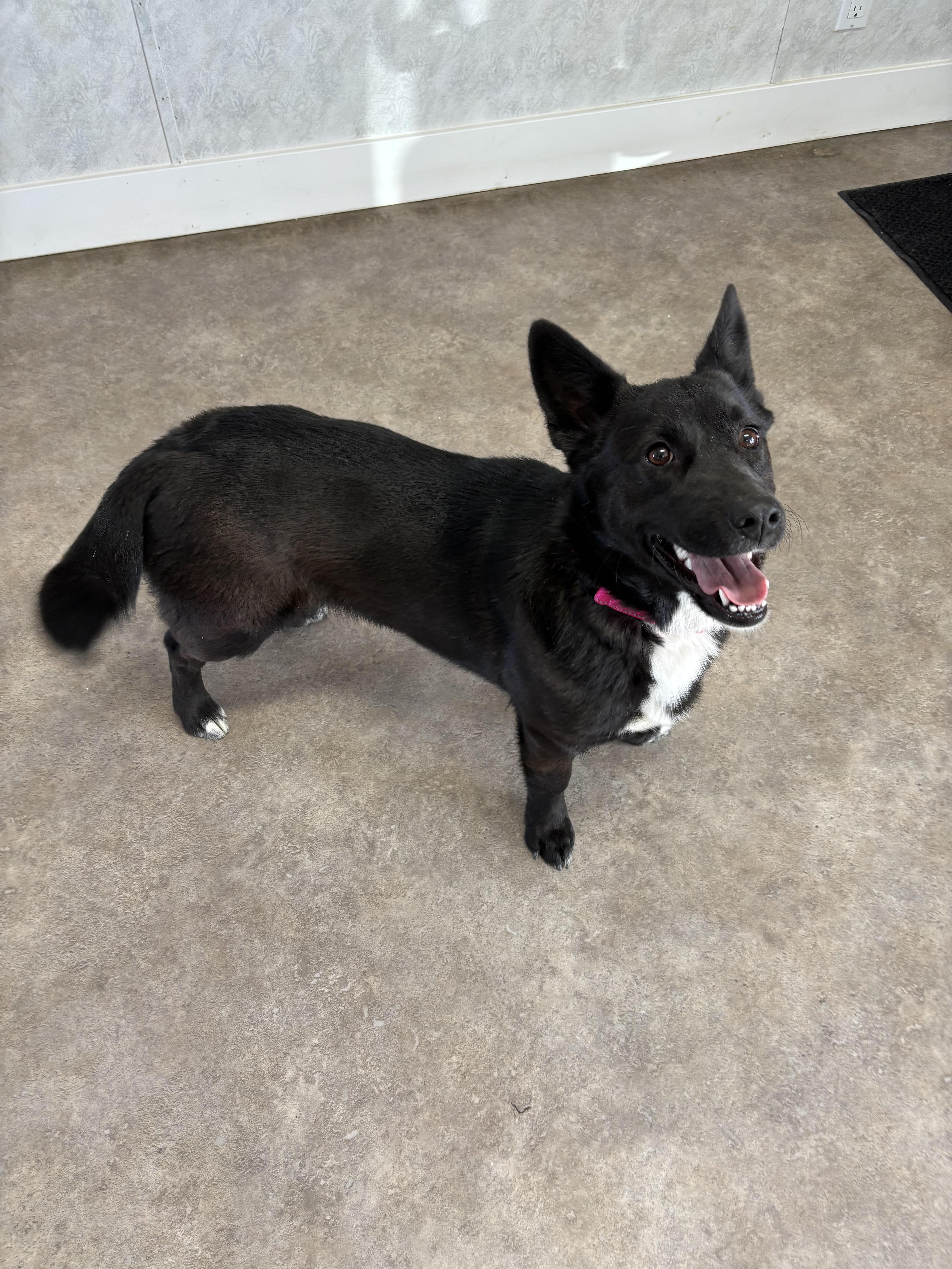 Moxie, ADOPTABLE, Adult Female Mixed Breed.