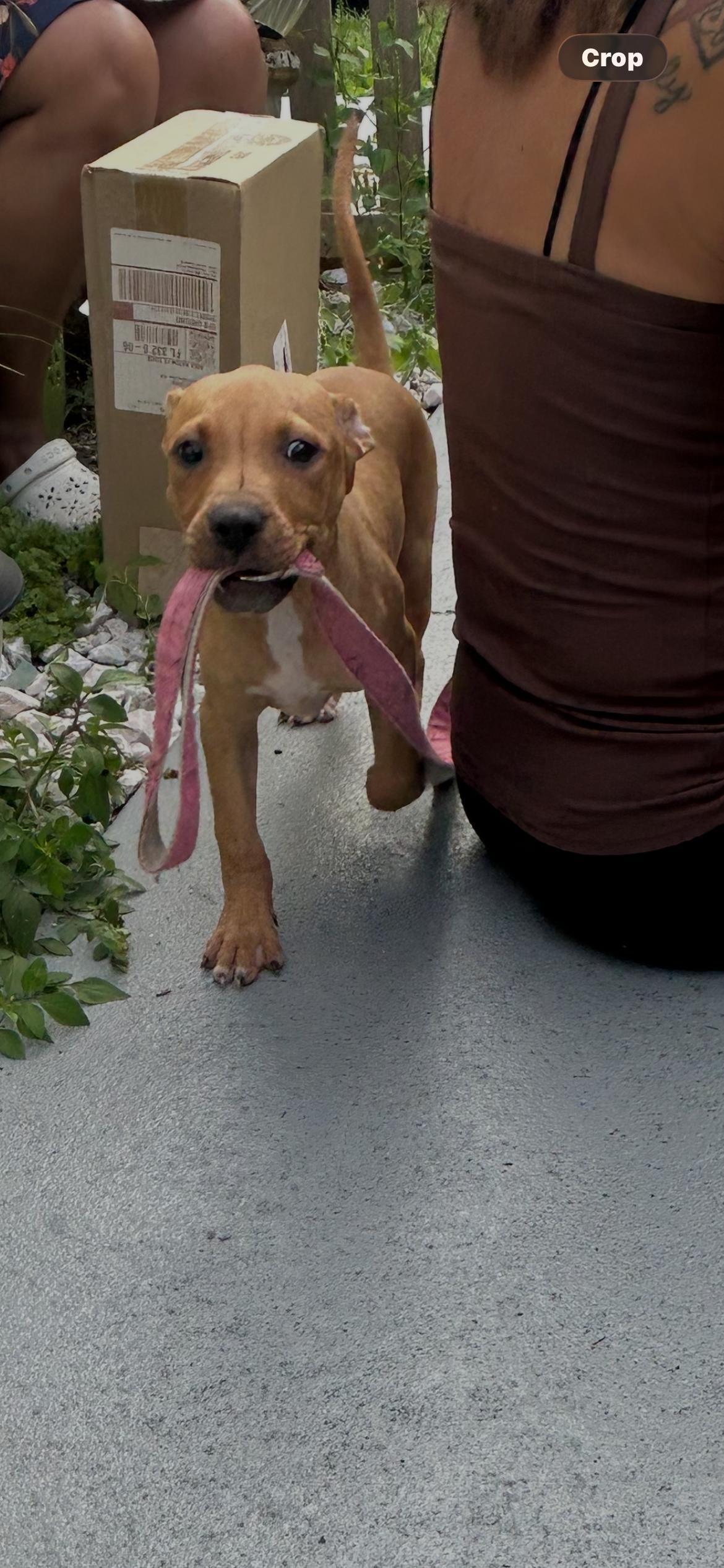 Sammy, ADOPTABLE, Puppy Male Pointer.