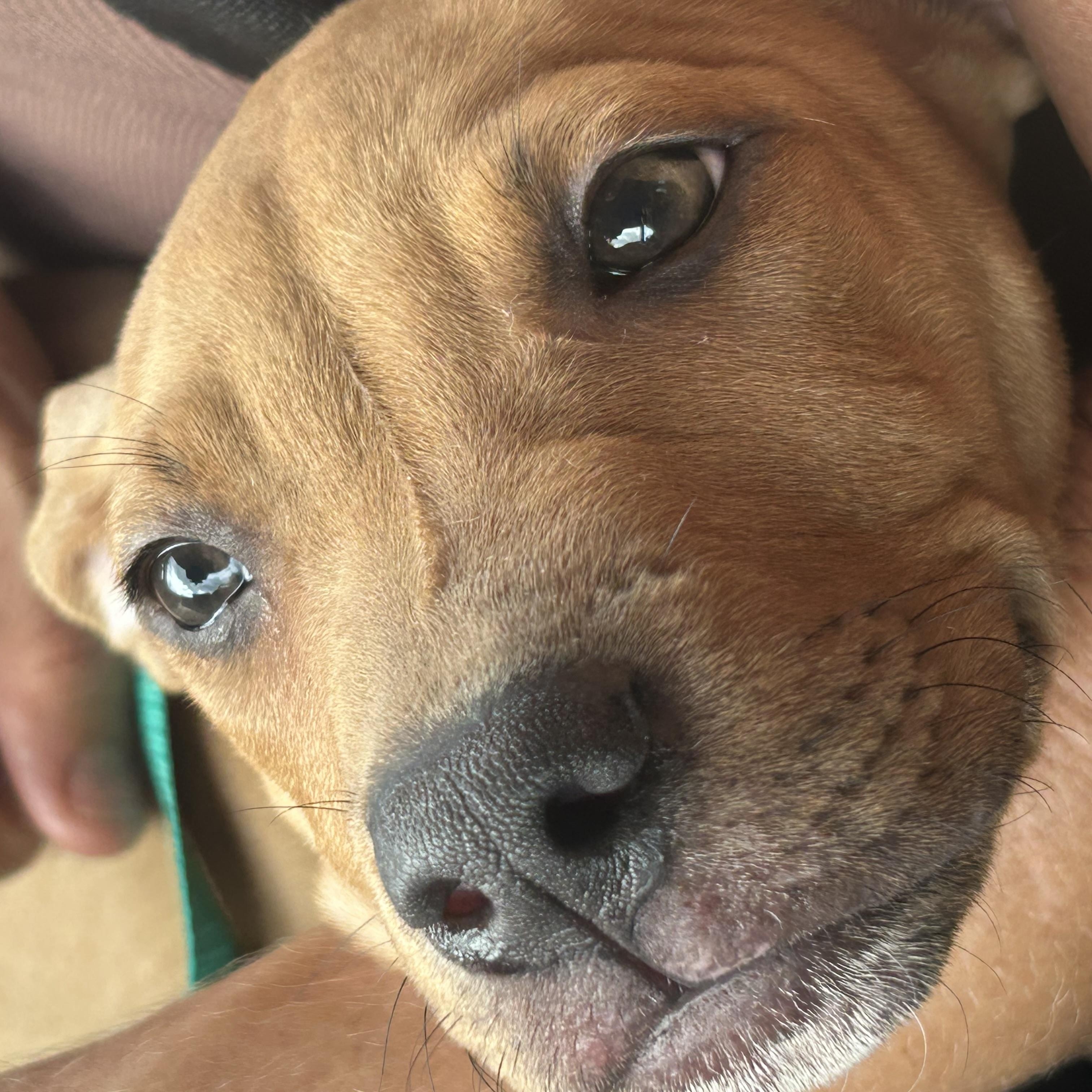 Enlarge Sammy, a ADOPTABLE mixed breed in Coconut Creek, FL image 2/2