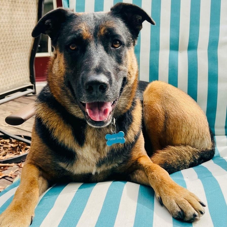Maddie, ADOPTABLE, Adult • Female, Mixed Breed & Dutch Shepherd.