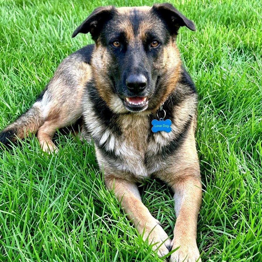Enlarge Maddie, a Adoptable mixed breed in Alexandria, VA image 2/6
