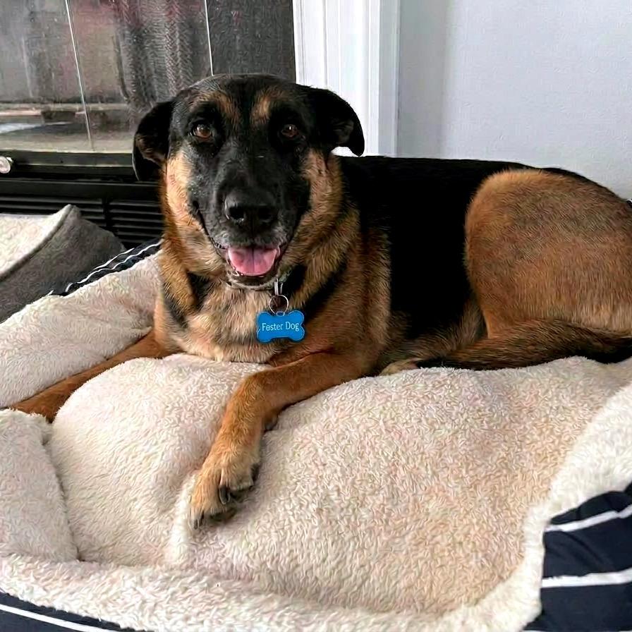 Enlarge Maddie, a Adoptable mixed breed in Alexandria, VA image 3/6