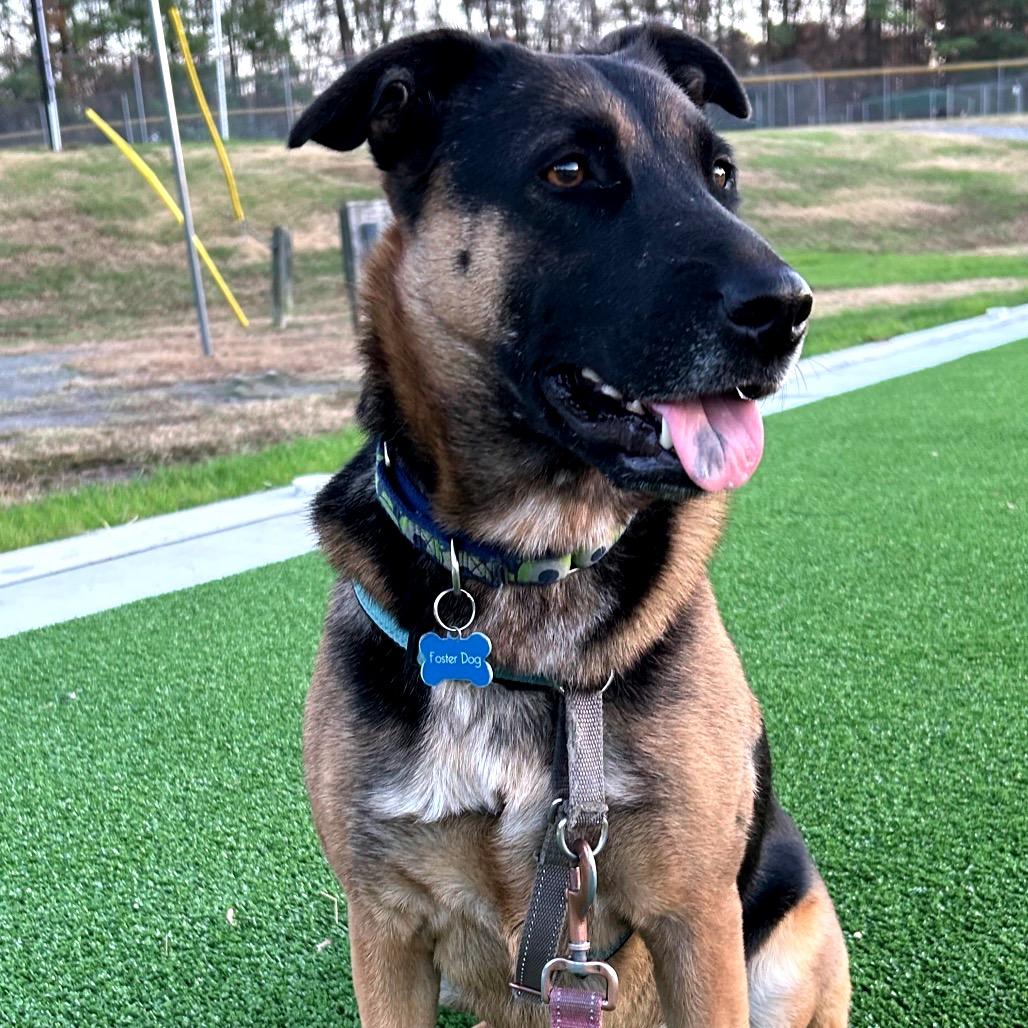 Enlarge Maddie, a Adoptable mixed breed in Alexandria, VA image 4/6
