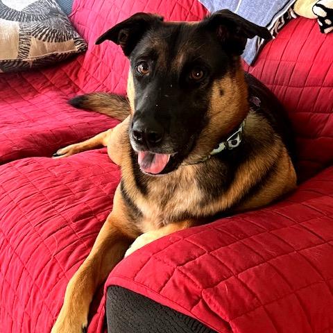 Enlarge Maddie, a Adoptable mixed breed in Alexandria, VA image 5/6