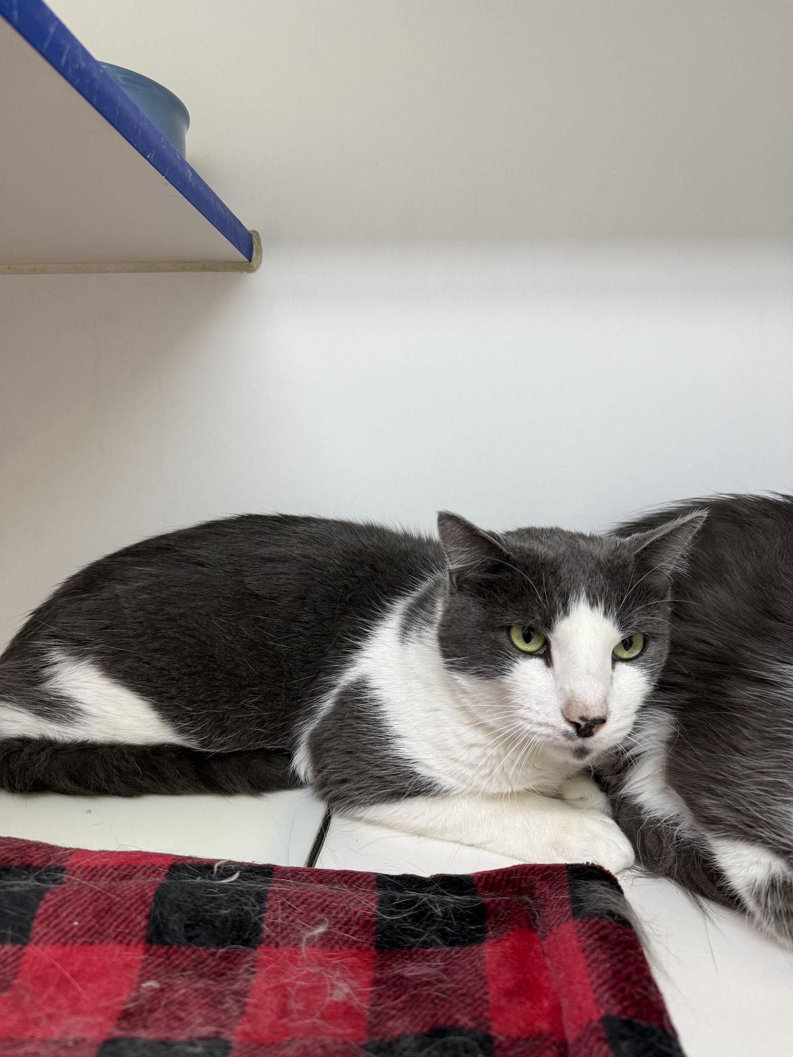Enlarge Max 4yrs, a Adoptable Domestic Short Hair in Sterling, MA image 1/3