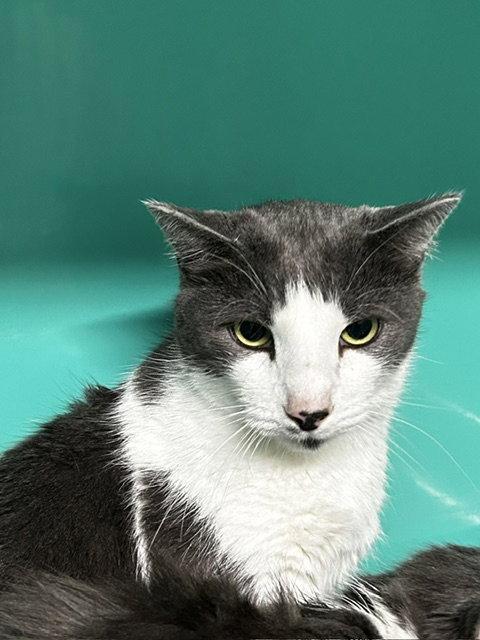 Enlarge Max 4yrs, a Adoptable Domestic Short Hair in Sterling, MA image 2/3