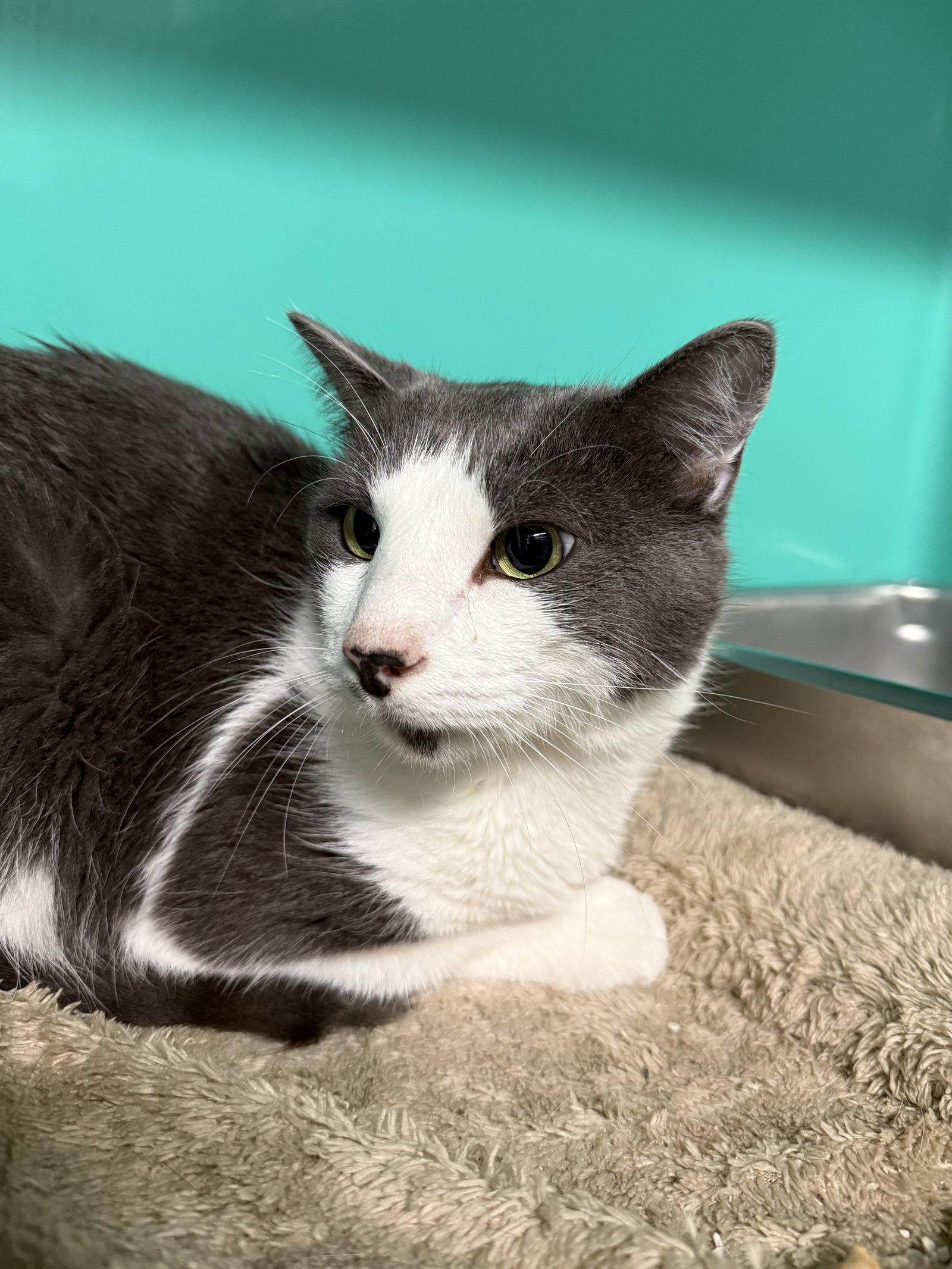 Enlarge Max 4yrs, a Adoptable Domestic Short Hair in Sterling, MA image 3/3