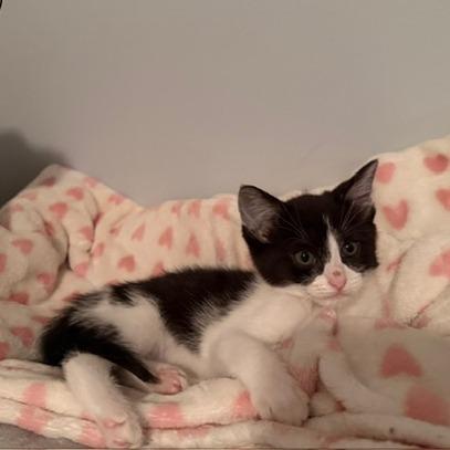 Checkers (adopt with a sibling), Adoptable, Kitten Female Domestic Short Hair.