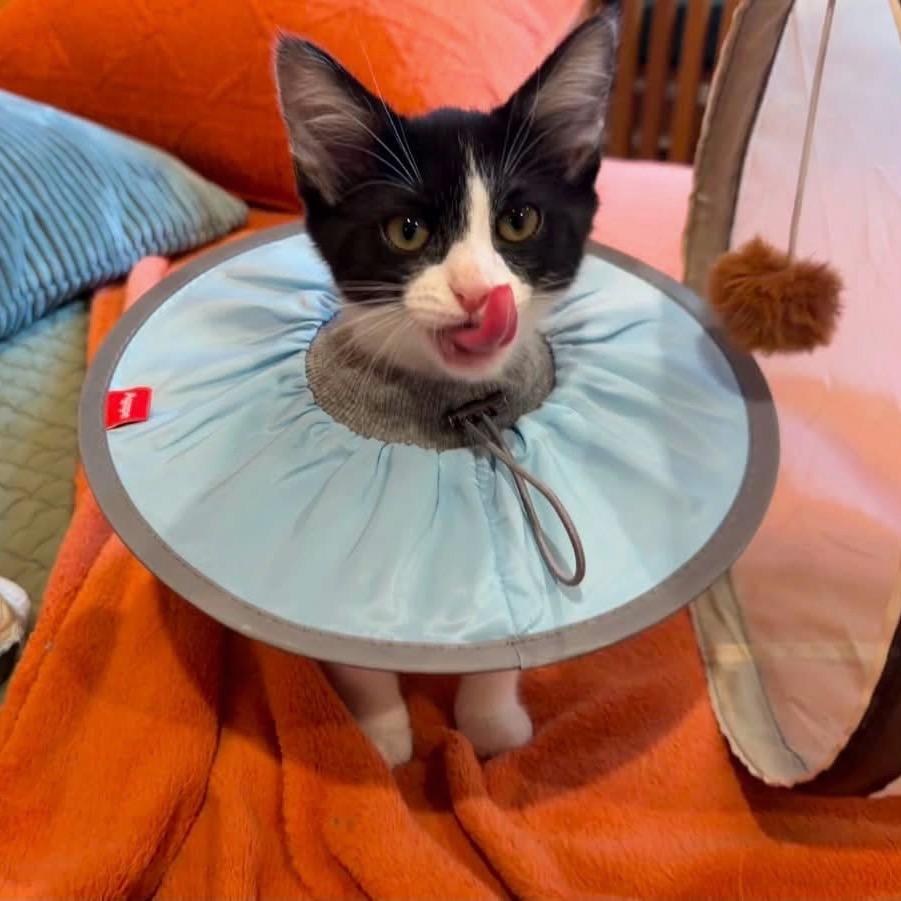 Checkers (adopt with a sibling), a Adoptable Domestic Short Hair in Fayetteville, GA image 2/3
