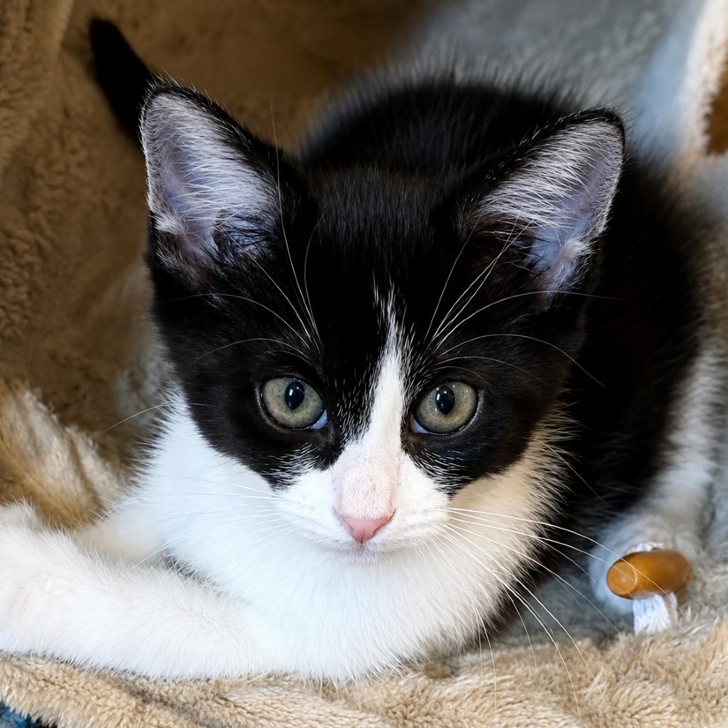 Checkers (adopt with a sibling), a Adoptable Domestic Short Hair in Fayetteville, GA image 3/3