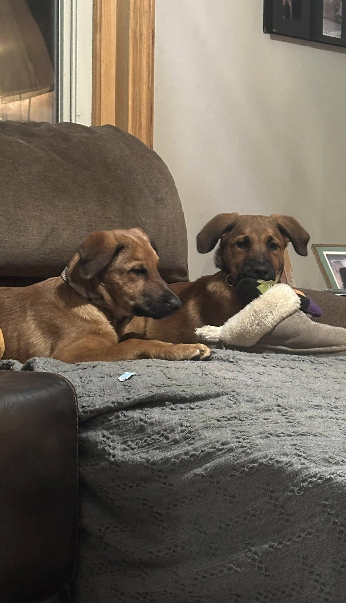 Enlarge Darla, a Adopted mixed breed in Riverdale, NJ image 3/4