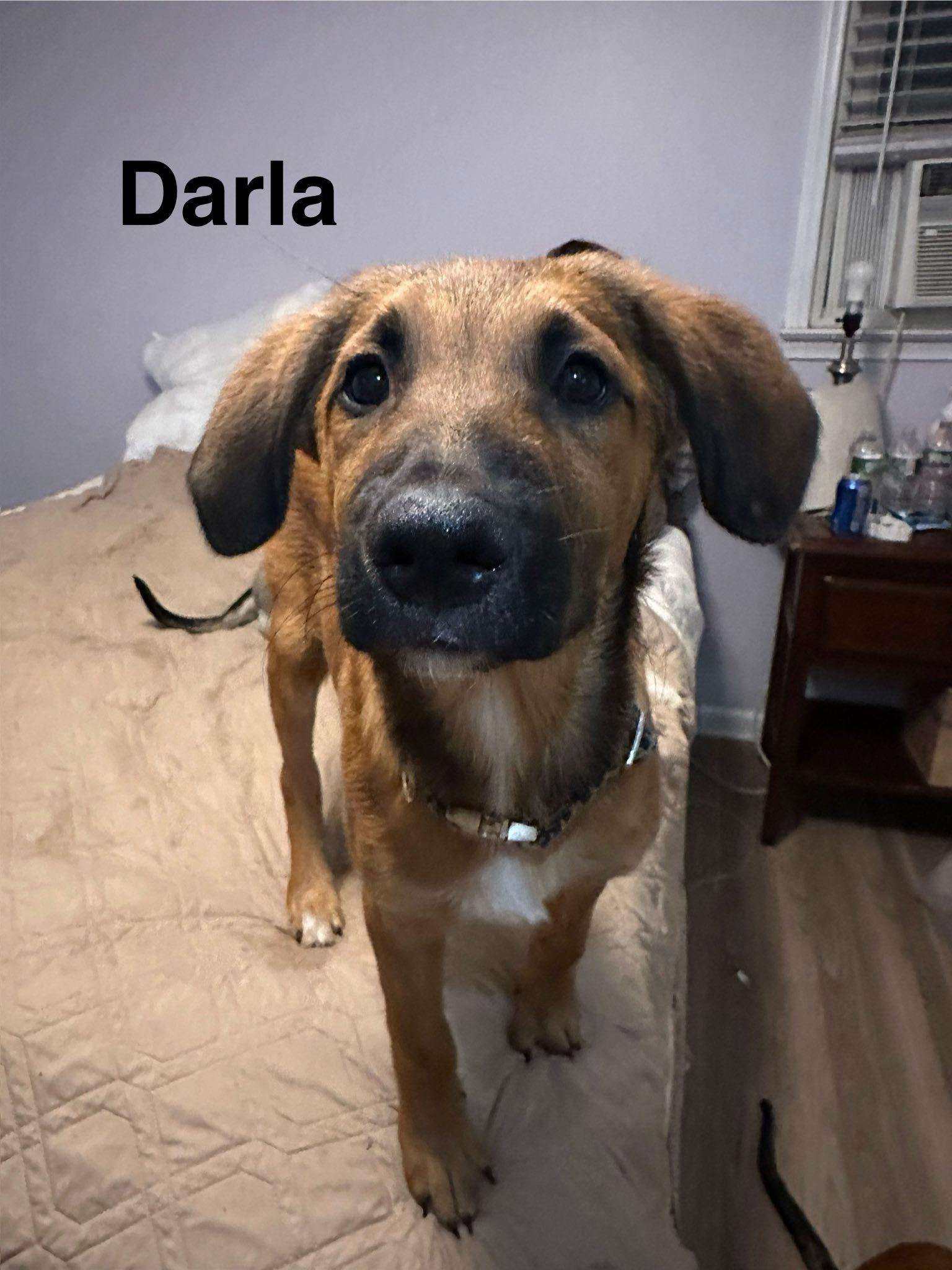 Enlarge Darla, a Adopted mixed breed in Riverdale, NJ image 1/4