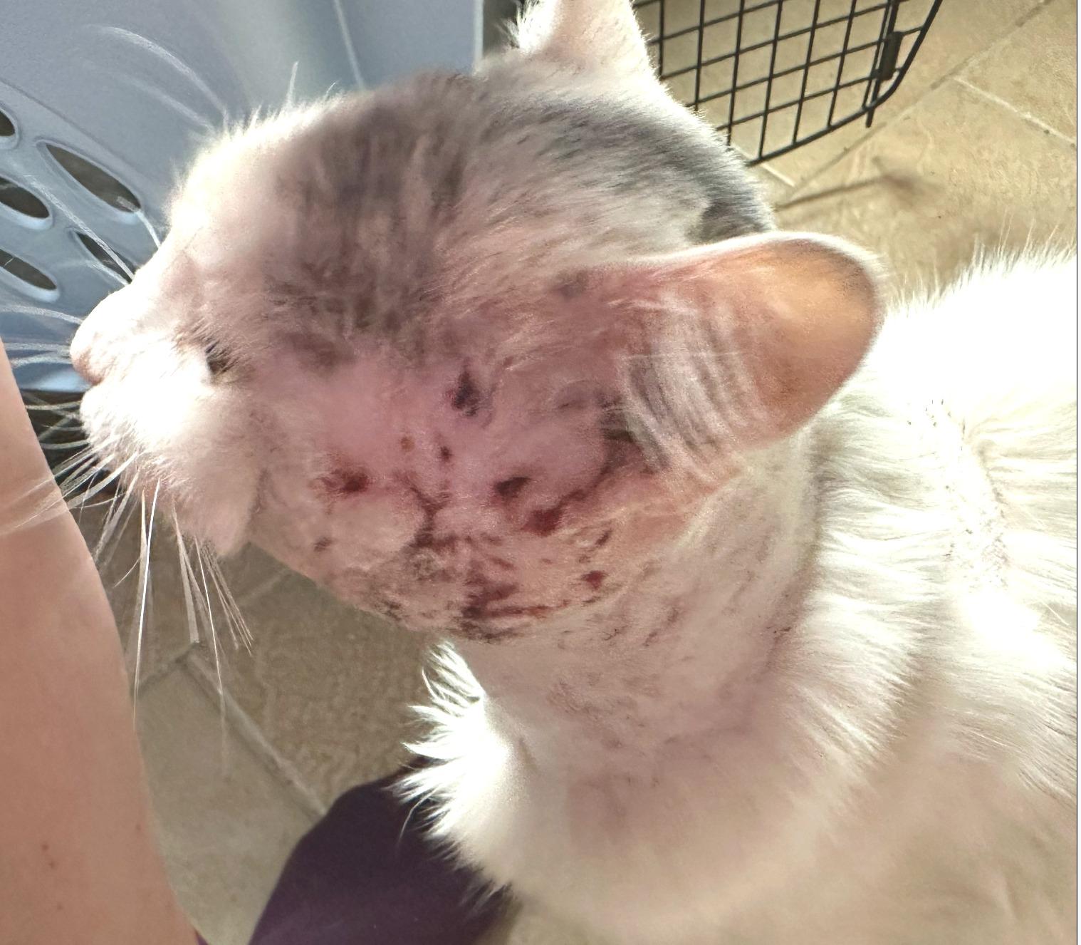 Enlarge Duncan - A Survivor!, a ADOPTABLE mixed breed in Houston, TX image 5/6