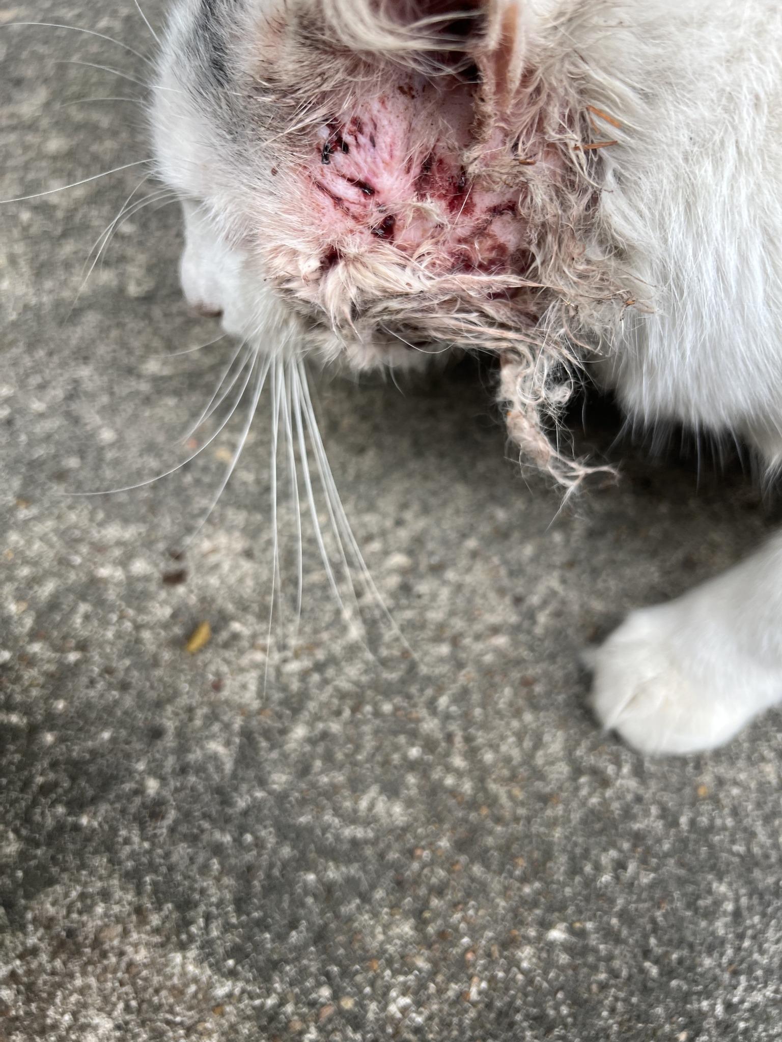 Enlarge Duncan - A Survivor!, a ADOPTABLE mixed breed in Houston, TX image 6/6