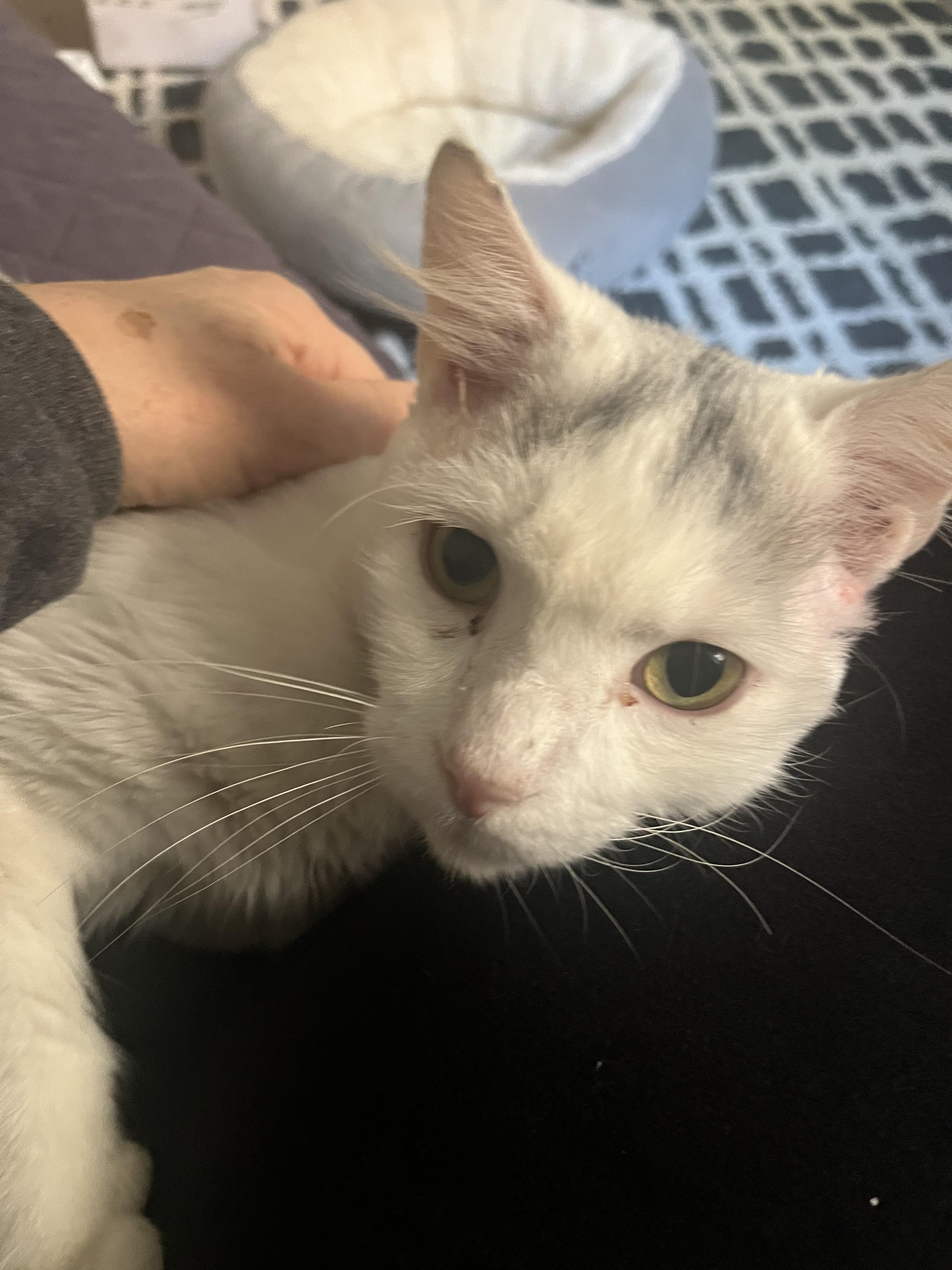 Enlarge Duncan - A Survivor!, a ADOPTABLE mixed breed in Houston, TX image 2/6