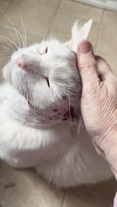 Enlarge Duncan - A Survivor!, a ADOPTABLE mixed breed in Houston, TX video 4/6